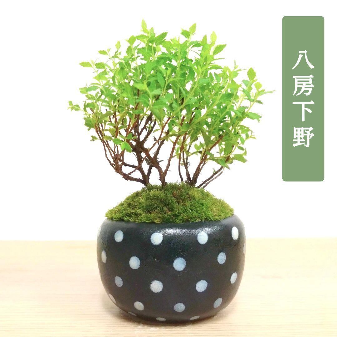 林沐雨　小品　盆栽鉢　レトロ　　(A7) POTOCO 八房下野 シモツケ 観葉植物 陶器鉢 盆栽 豆盆栽 苔玉 ギフト