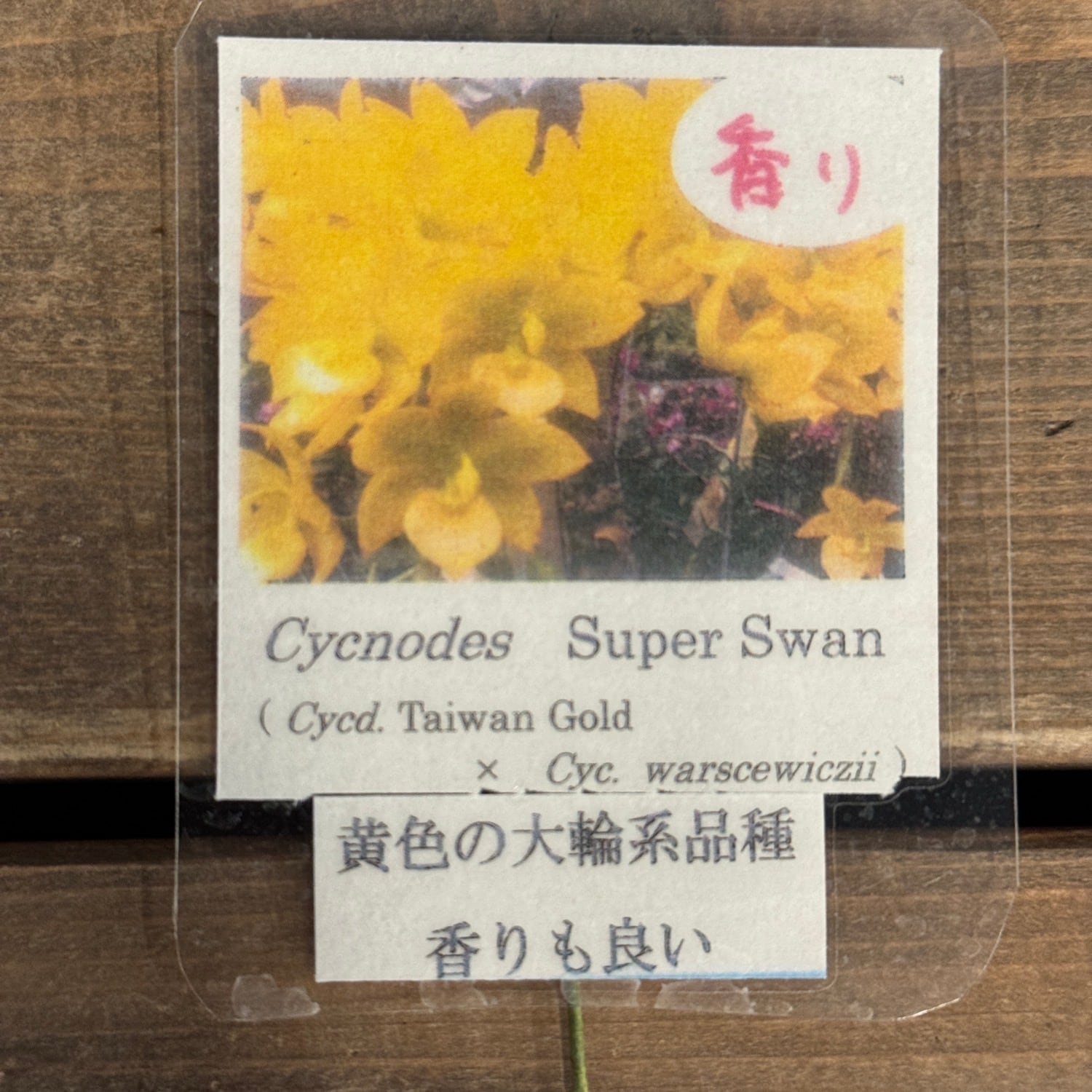 OVM】Cycnodes Super Swan ( Cycd. Taiwan Gold × Cycnoches
