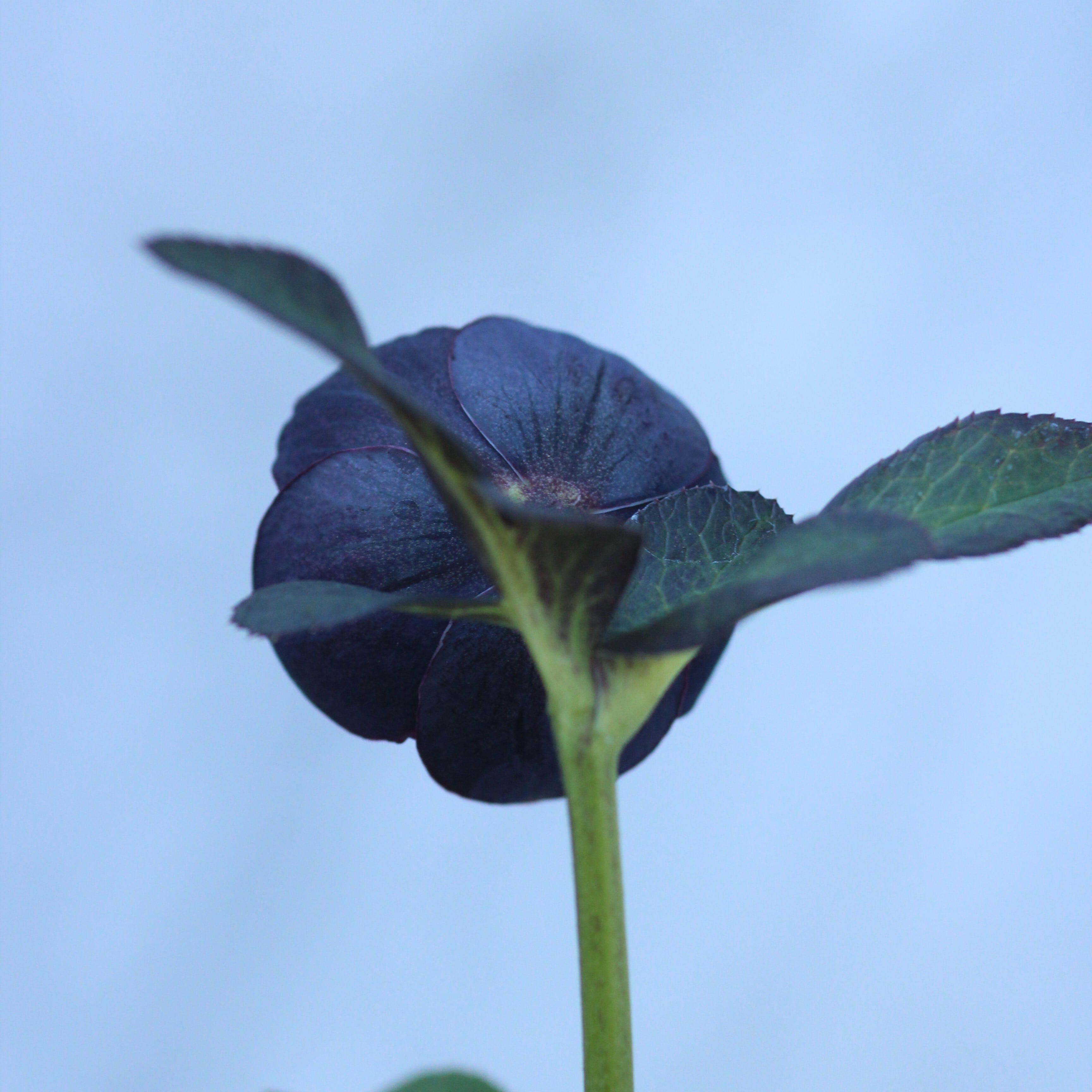 WS26-105 クリスマスローズ ウィンターシンフォニー 小輪系ブラック