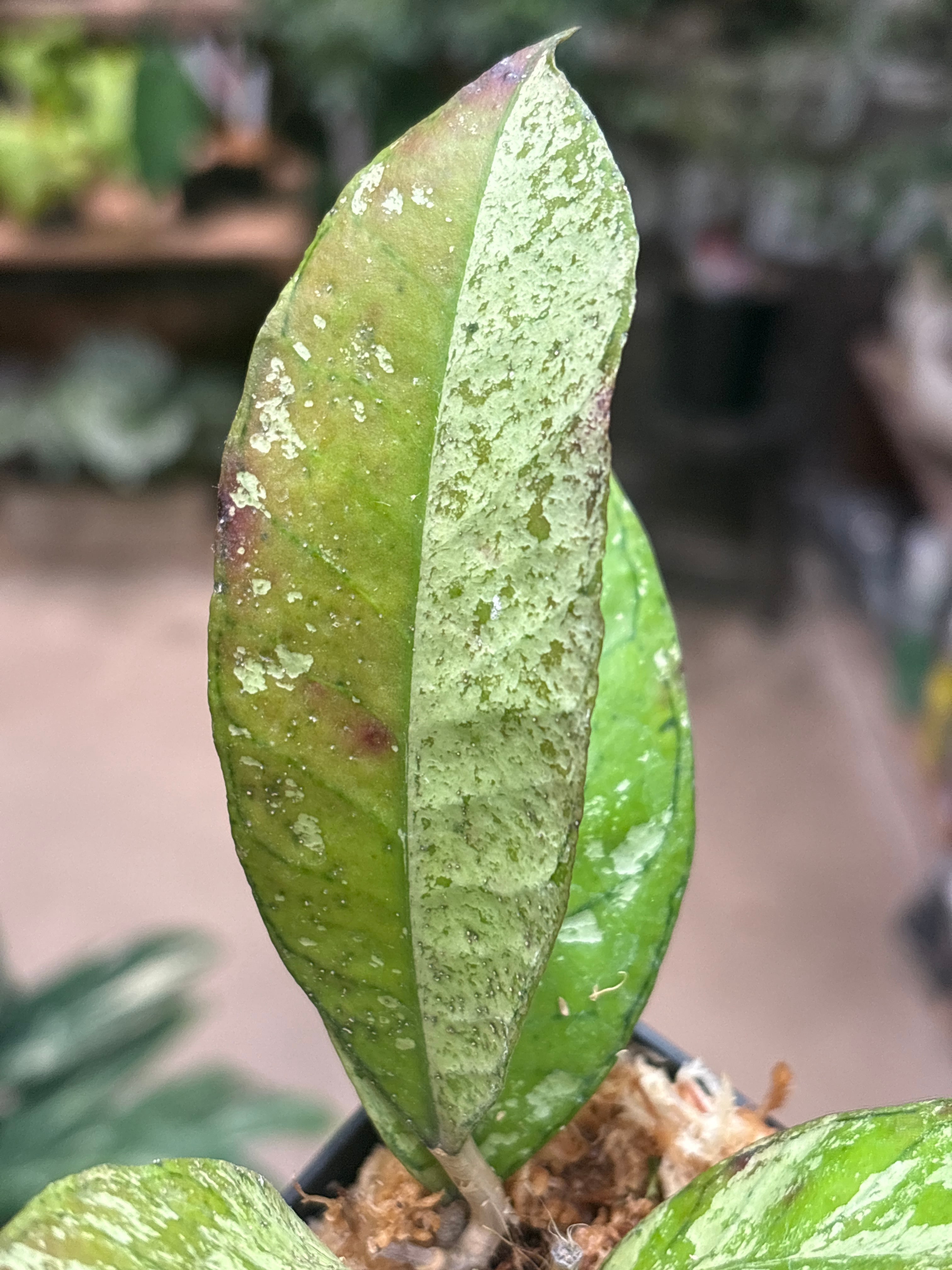 ホヤ グヌンガディン ゴースト | MIDORIYA 観葉植物専門店