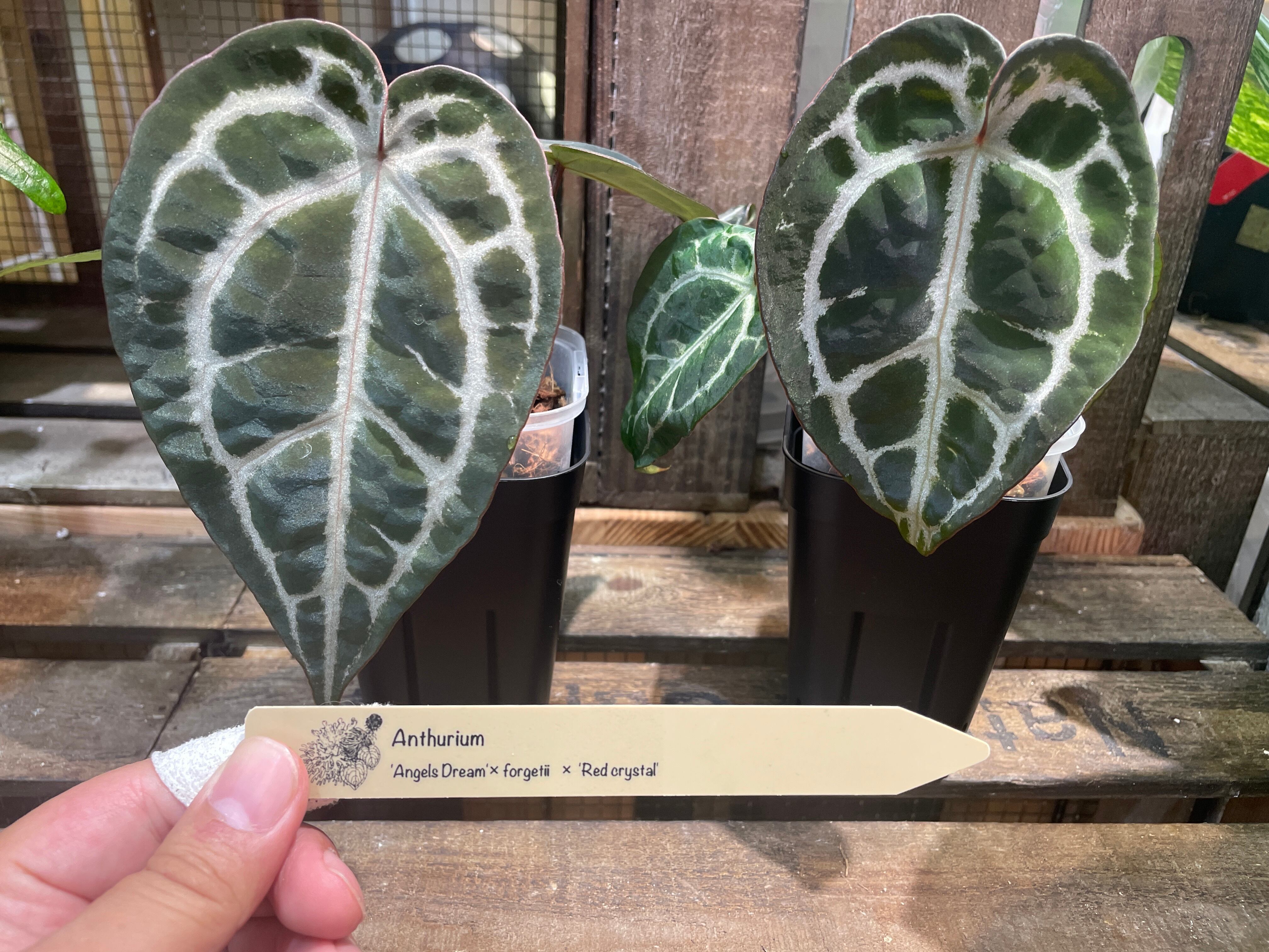 アンスリウム エンジェルズドリーム 二芽 アンスリウム エンジェルズドリーム | GREEN LUCK