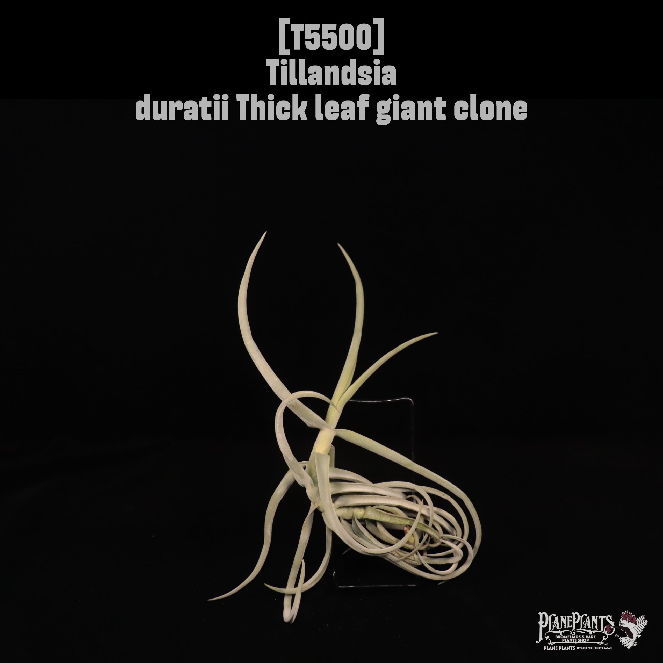request】ドゥラティXL〔エアプランツ〕現品発送T0242 | plane plants