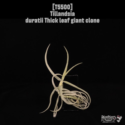 【送料無料】duratii Thick leaf giant clone〔エアプランツ〕現品発送T5500