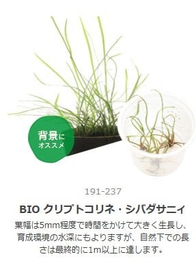 水草 | aquarium shop earth