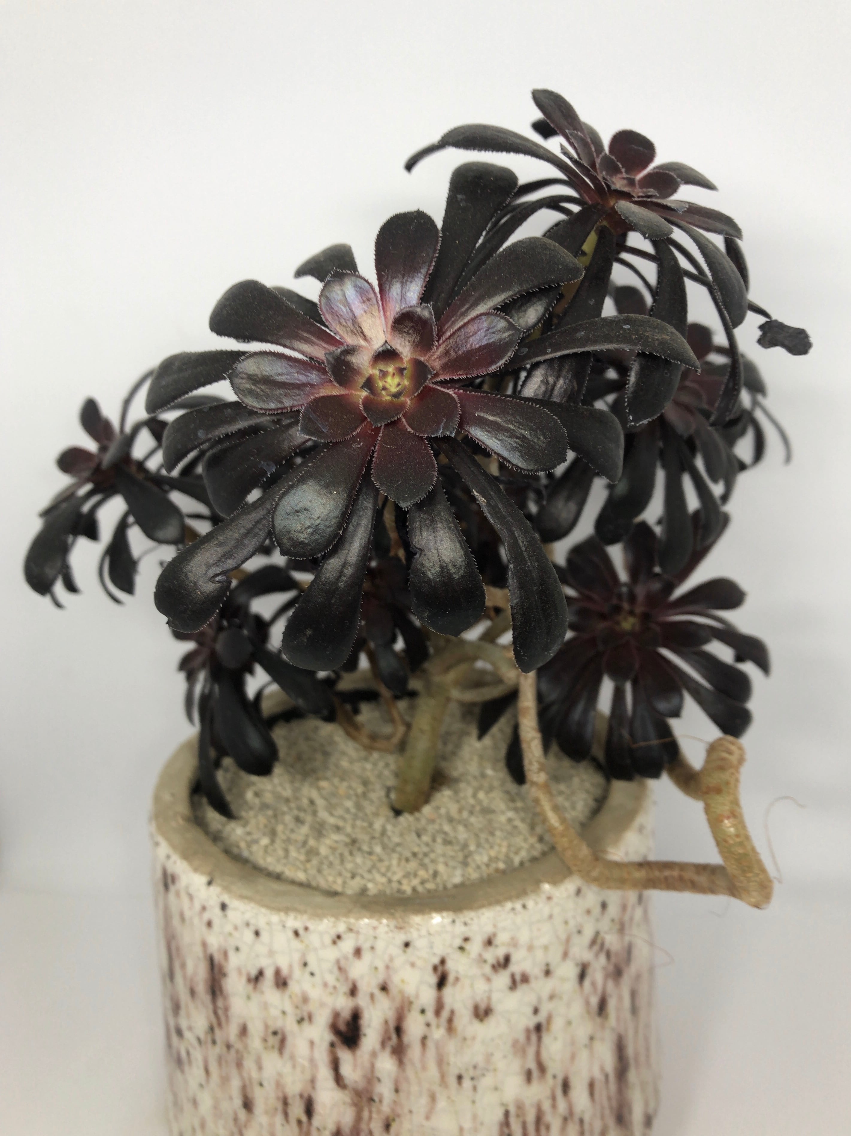 アエオニウム・黒法師 | trigger