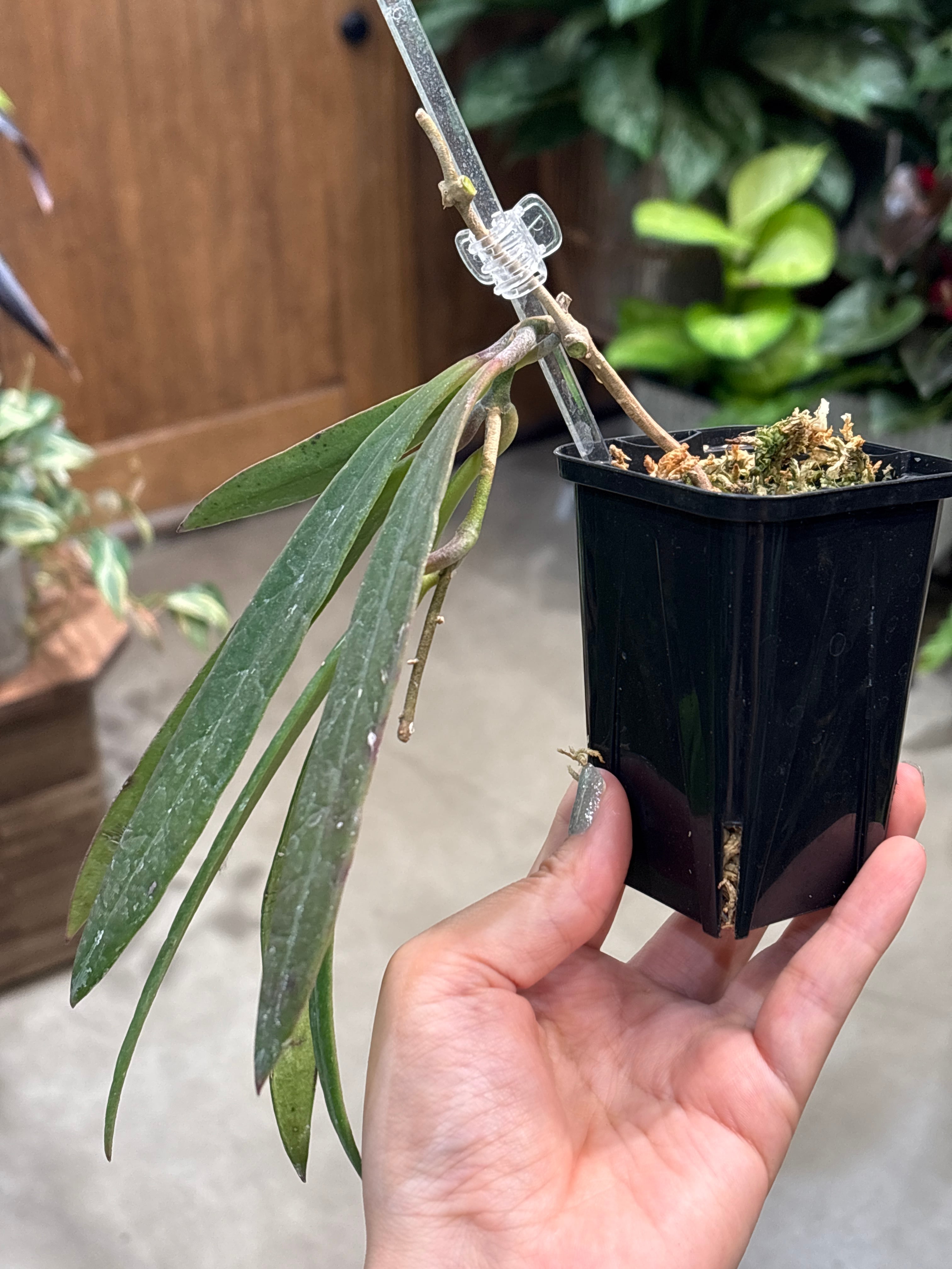ホヤ スラウェシアナ レッド | MIDORIYA 観葉植物専門店