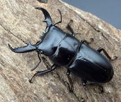 【WF4】《ファソルトヒラタクワガタ 44mm ♂♀♀トリオ》