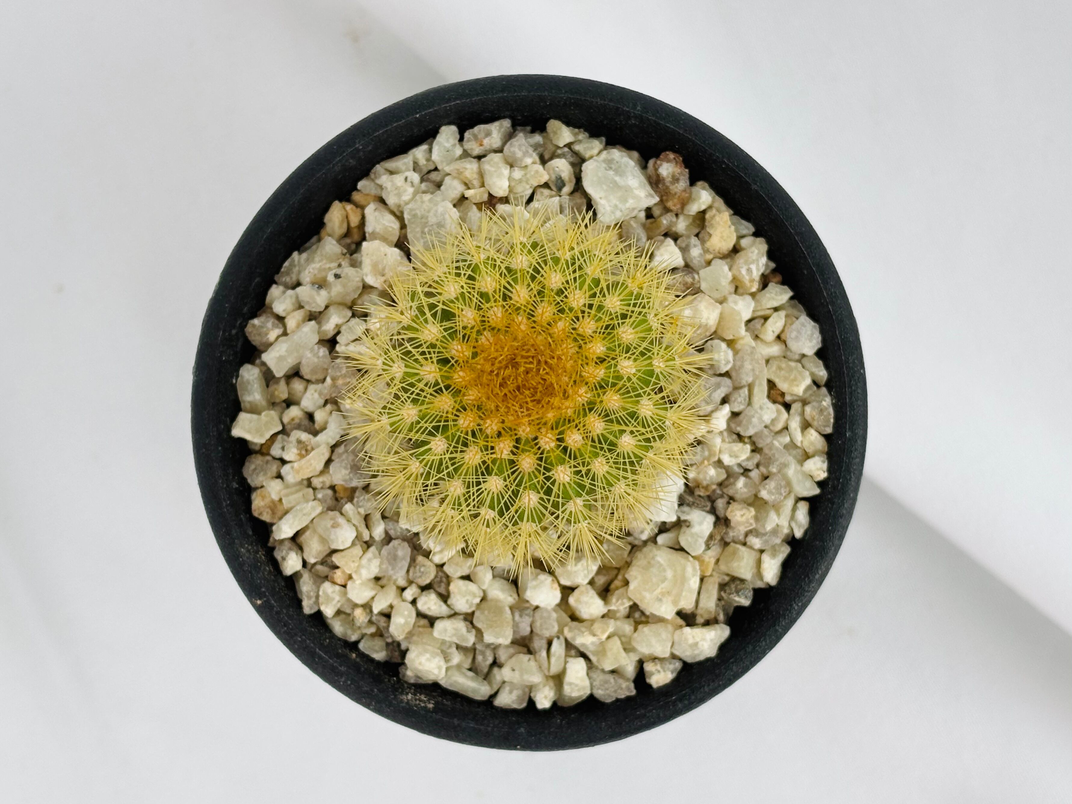Uebelmannia pectinifera v. eriocactoides ユーベルマニア エリオ