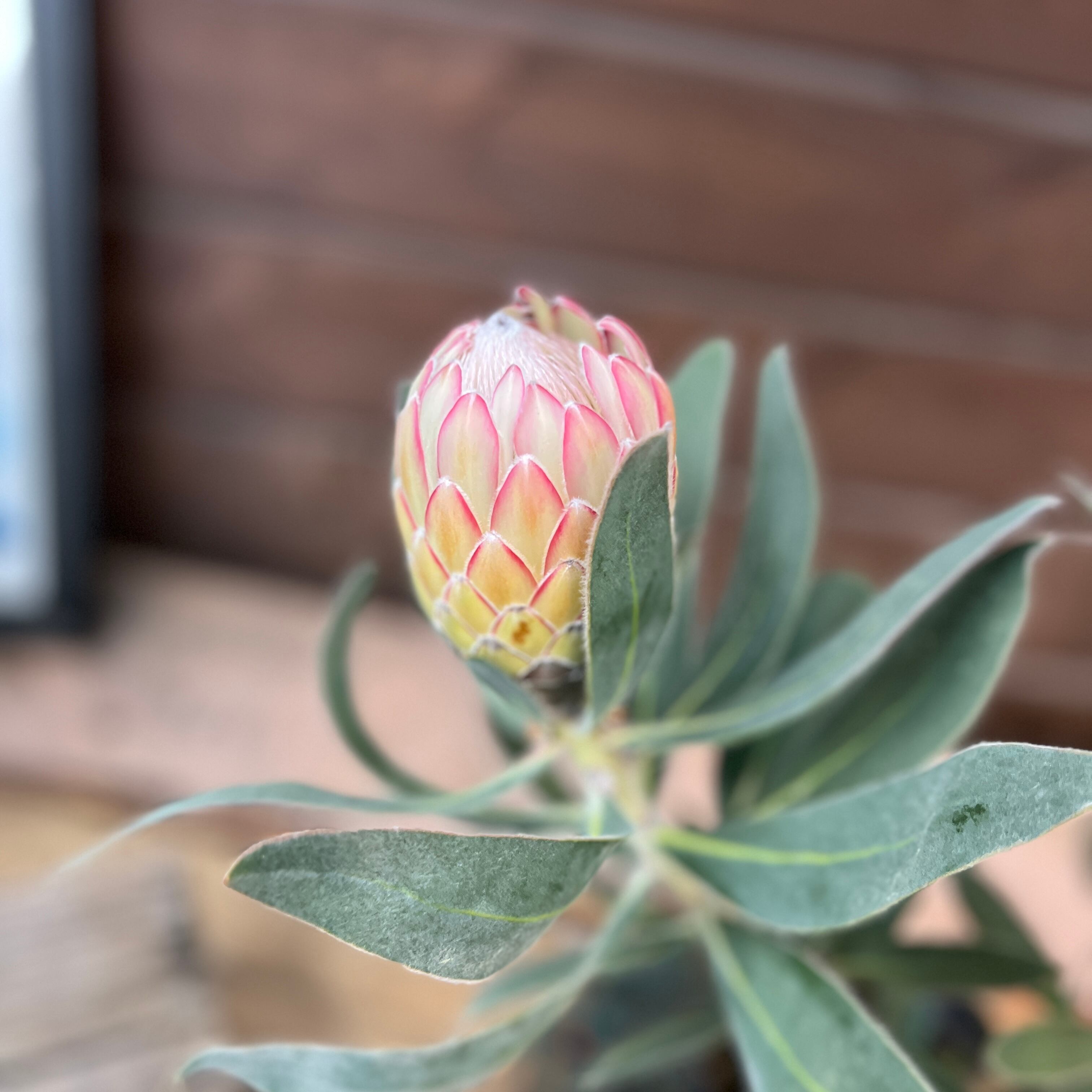 プロテア スサーラ | 沼ノ上農園