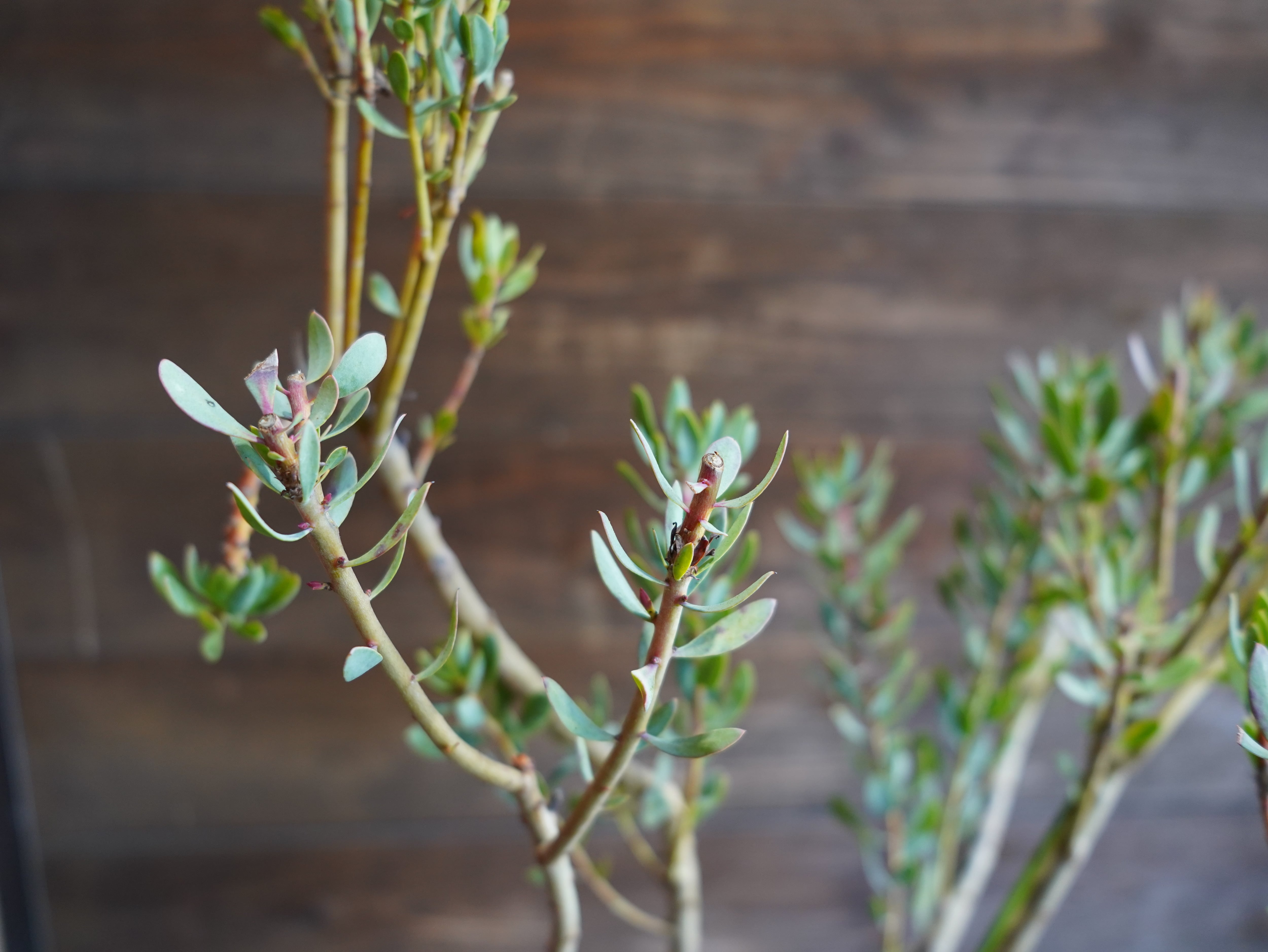 【現物】プロテア "サルフレア"