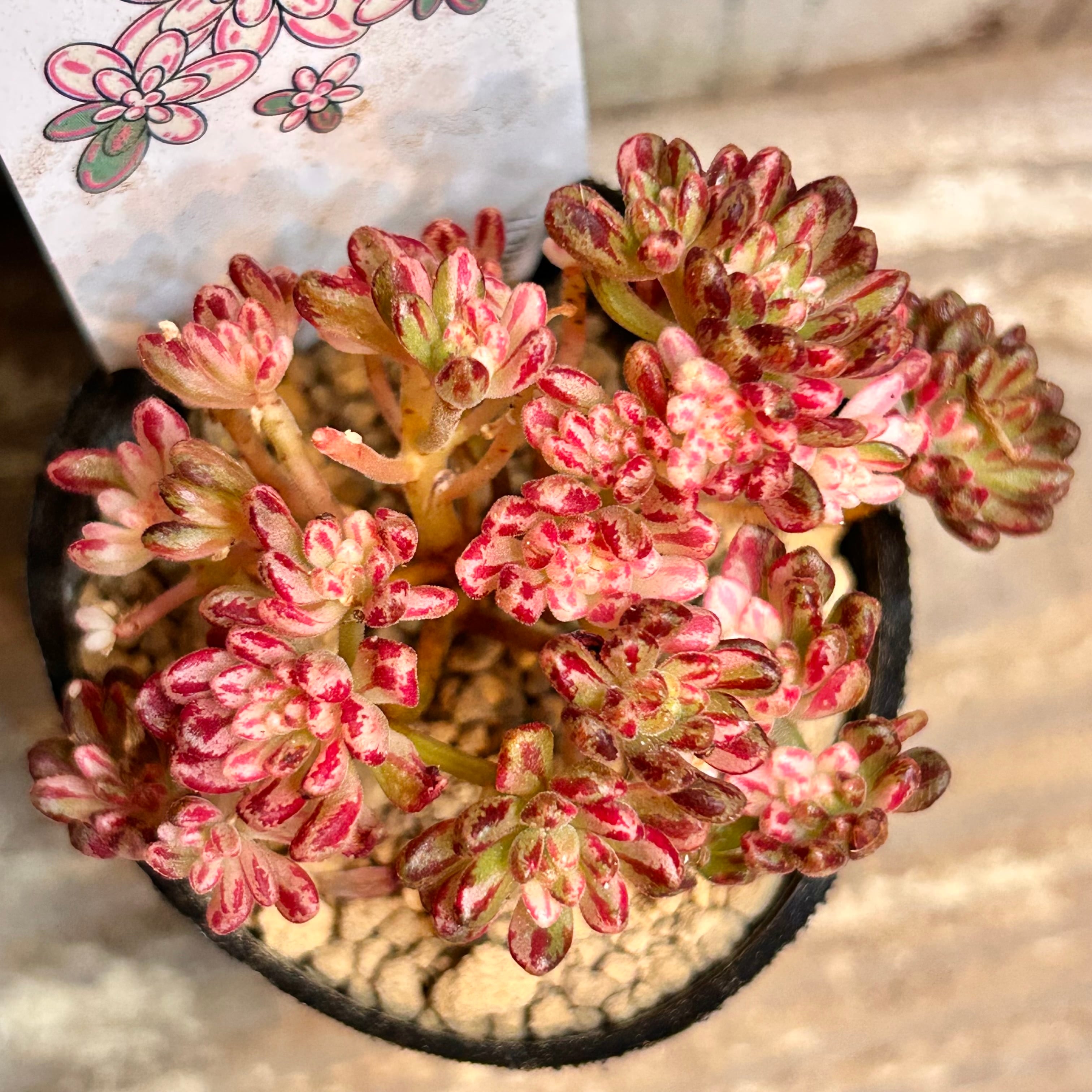 錦 | RuPo 多肉植物専門店