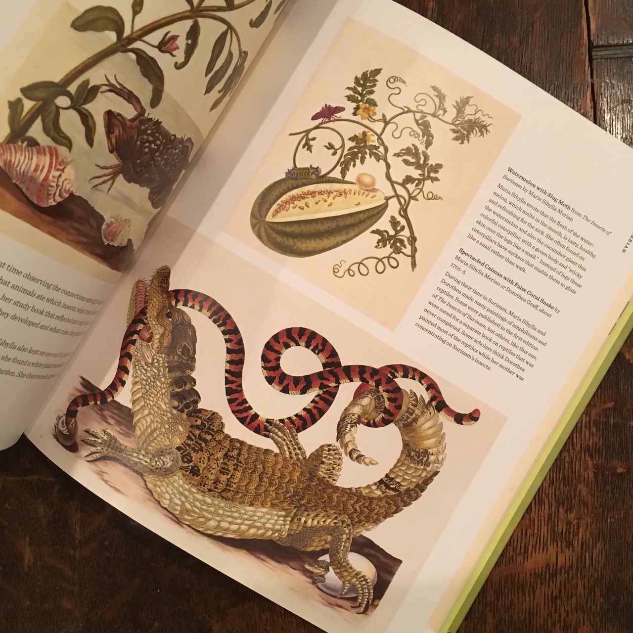 Maria Sibylla Merian -Artist Scientist Adventurer（マリア 