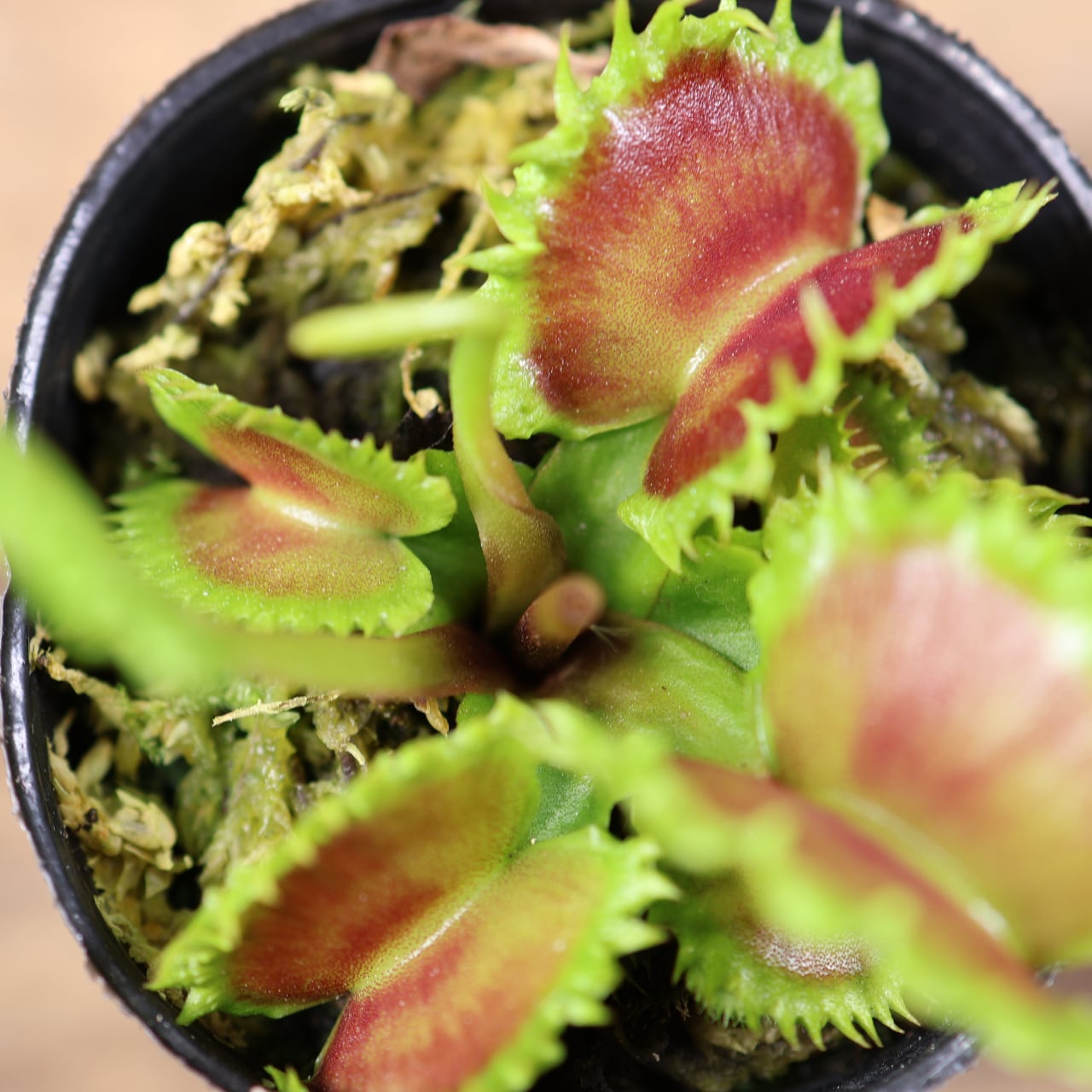 681『ハエトリソウ Dionaea muscipula 'dumpling 』 観葉植物【送料