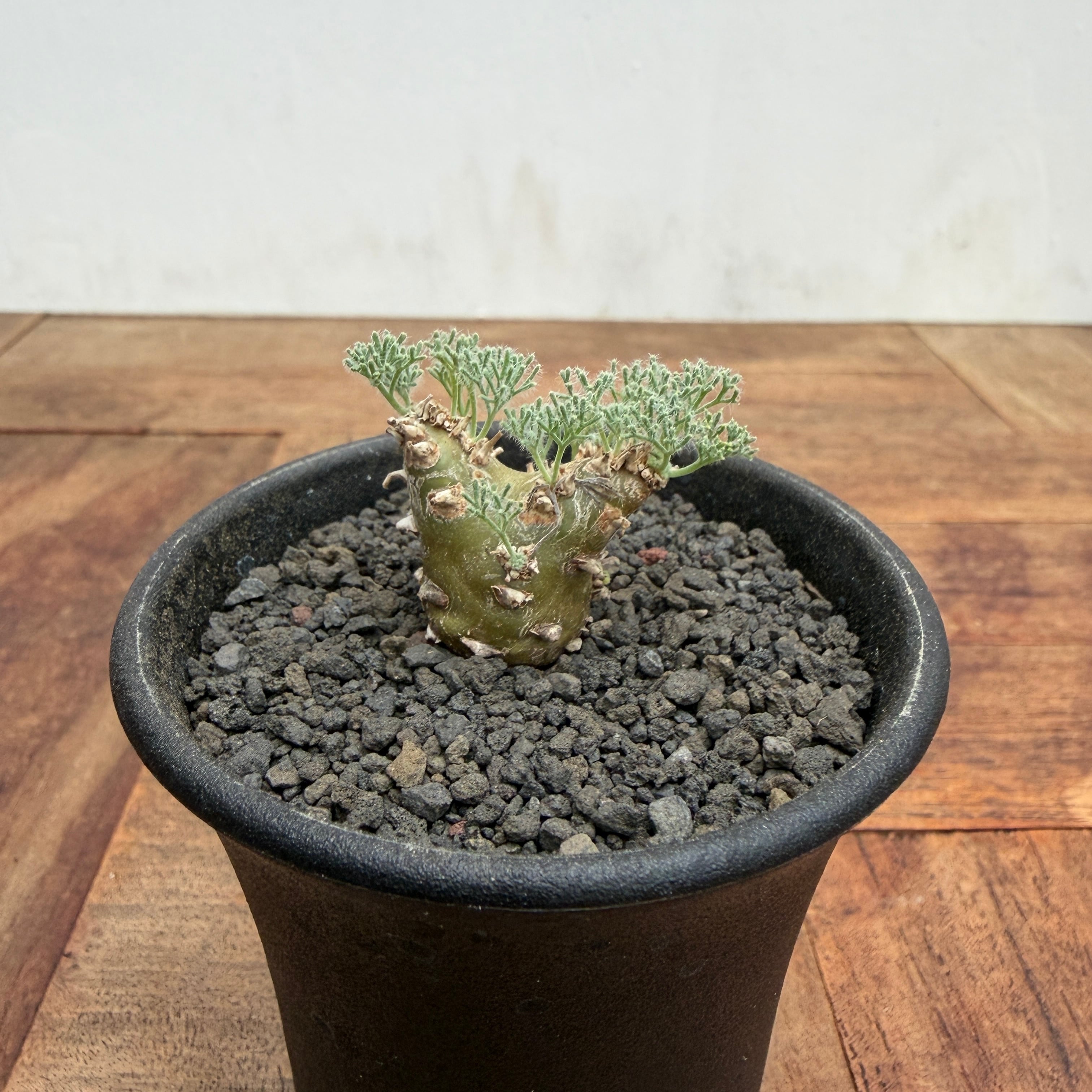 Monsonia peniculina 【モンソニア・ペニクリナム・実生】 | RIMO'S