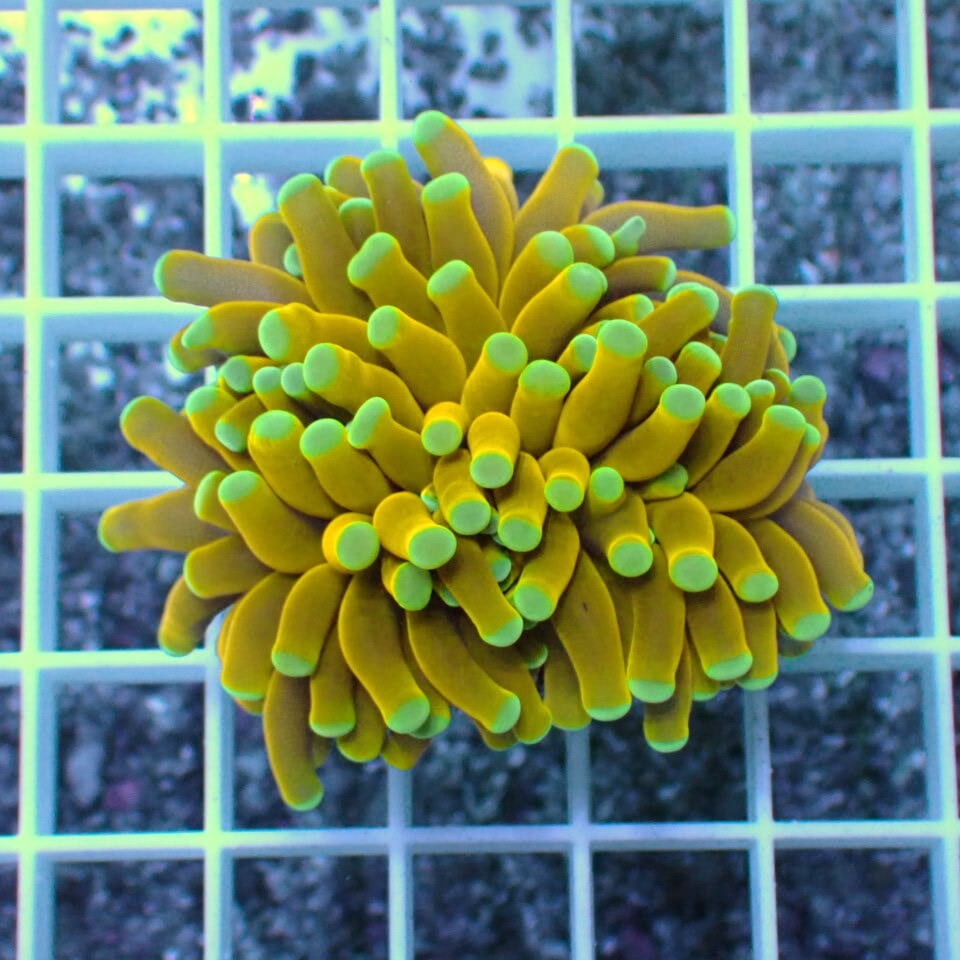 ハナサンゴ green & gold ハナサンゴ green & gold ハナサンゴ green & gold サンゴ,LPS