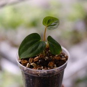 Anthurium Carlablackiae / アンスリウム カーラブラッキー⑥│観葉植物