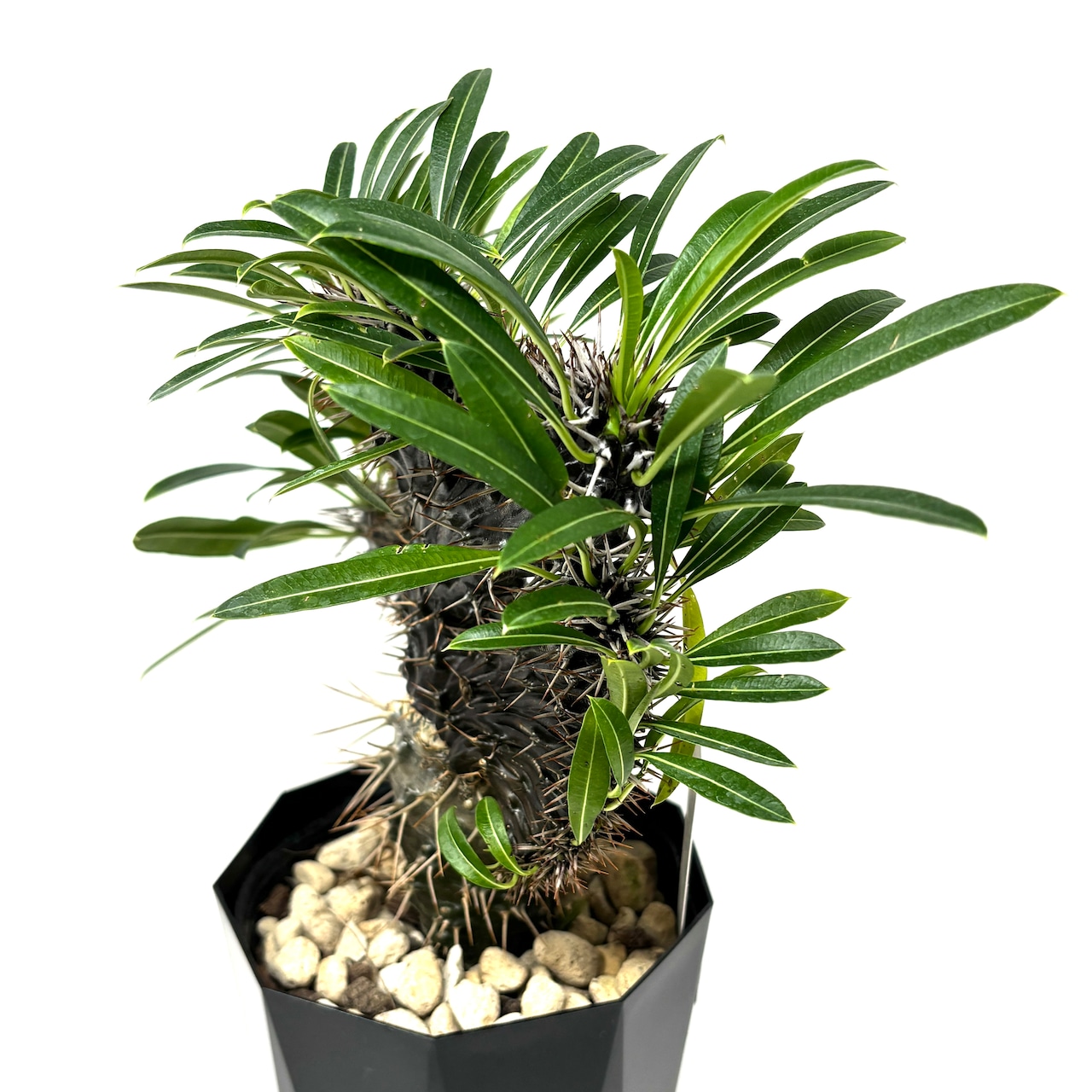 パキポディウム　ラメリー　綴化【918】