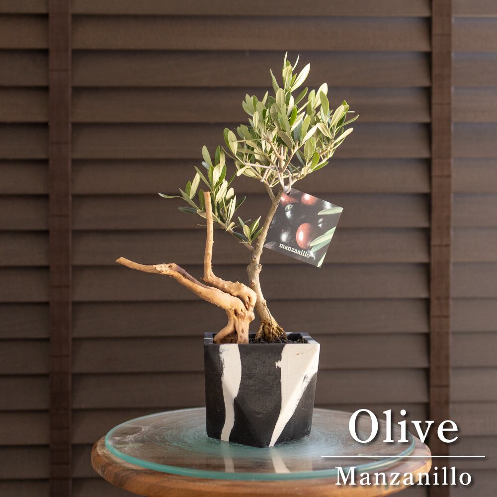 創樹 盆栽 根上りオリーブ Olive 流木 SOUJU Manzanillo マンザニロ オリーブの木 0910BK