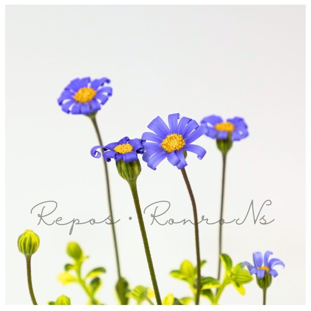 斑入り・ブルーデージー・アズールブルー (3.5号) 花苗 寄せ植え 花壇 鉢植え 青い花 春の花