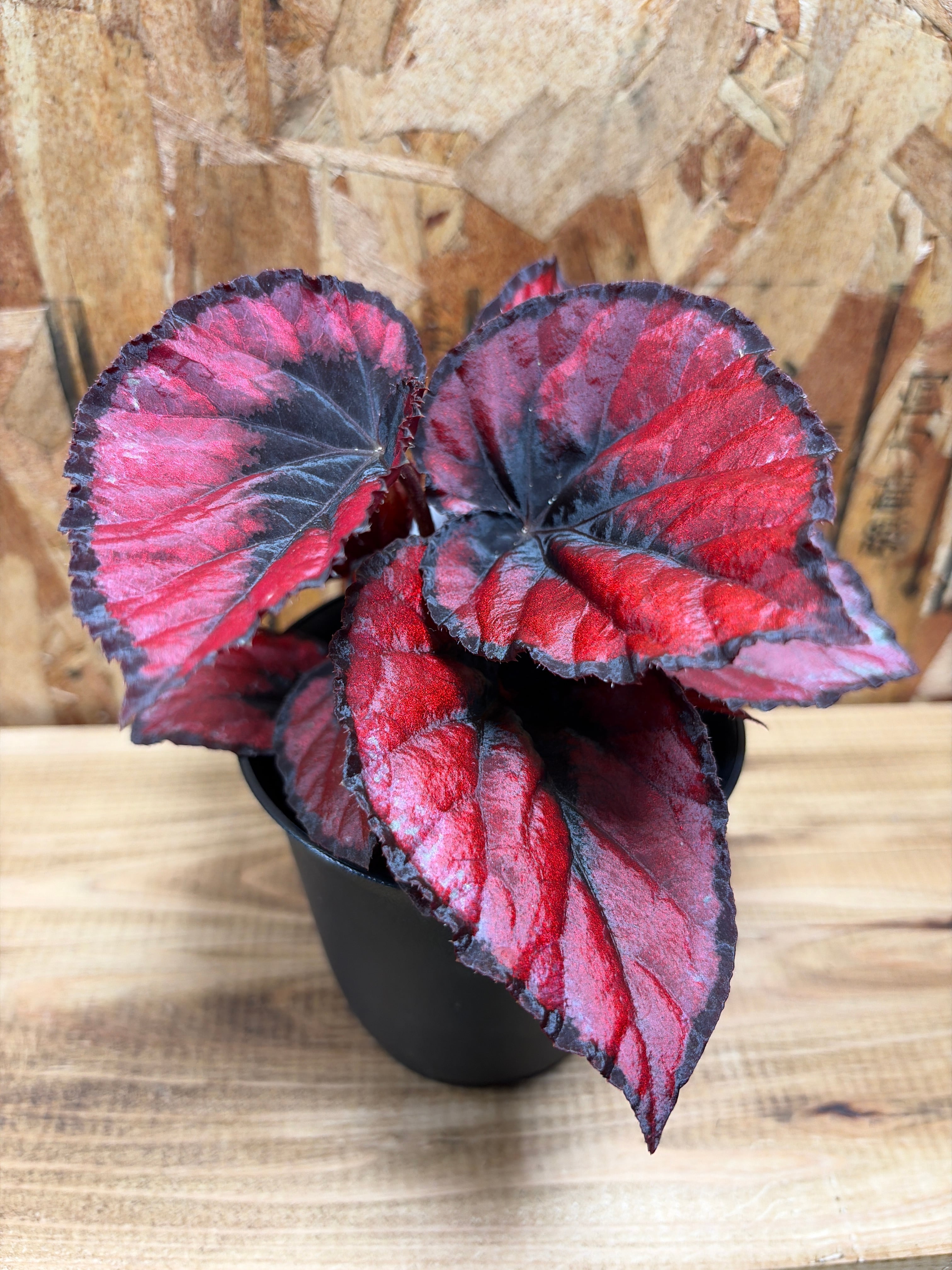 ジェイドガール　OC ビカクシダ ビカクシダ【ジェイドガールOC】P.willinckii cv.Jade Girl OC | Pay ID