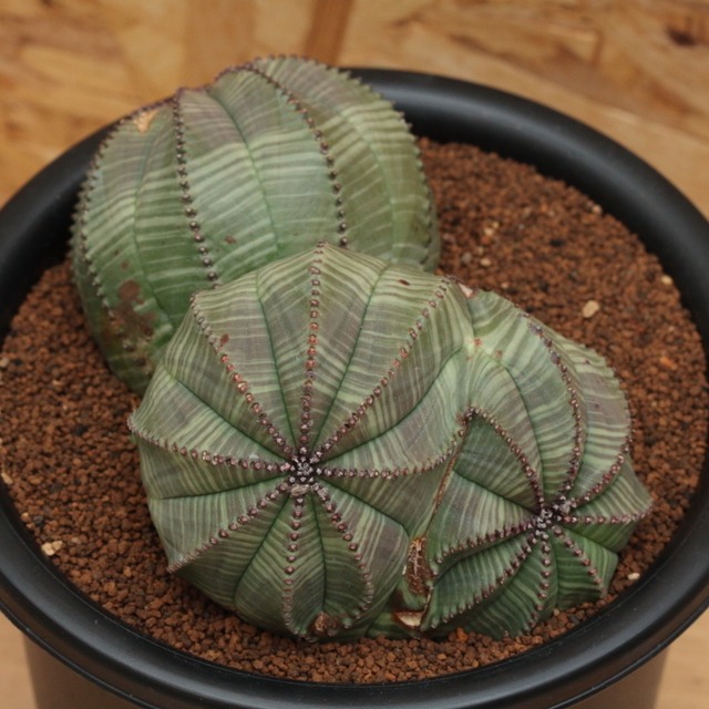 販売済み オベサ 図鑑 双頭多頭 メス Euphorbia Obesa ユーフォルビア オベサ モンスト ダブルヘッド Libaran Plants オベサ 通信販売専門店