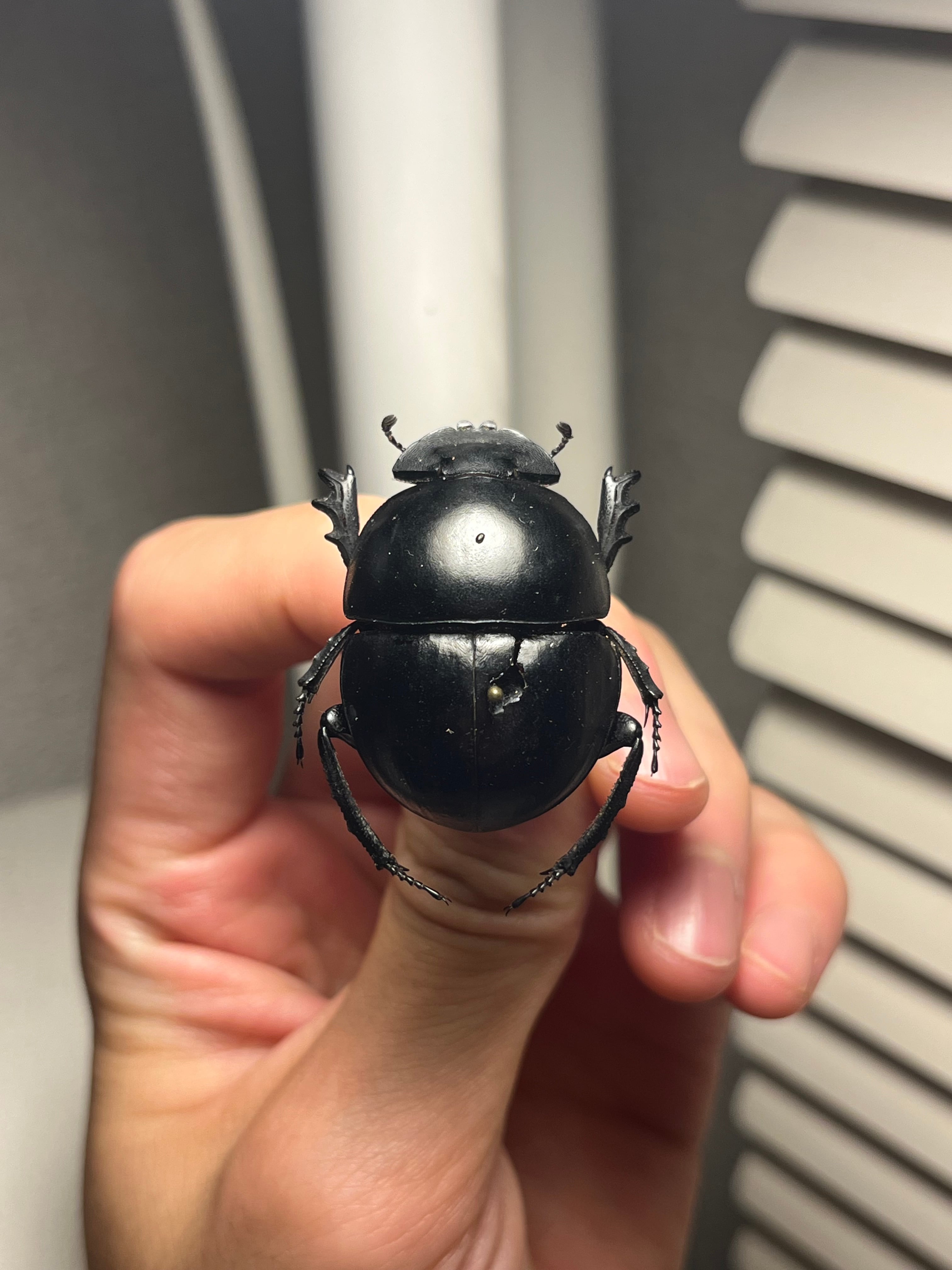 【極美個体】ランキフェルオオニジダイコクコガネ ランキフェール　昆虫標本 極美個体】ランキフェルオオニジダイコクコガネ ランキフェール 昆虫