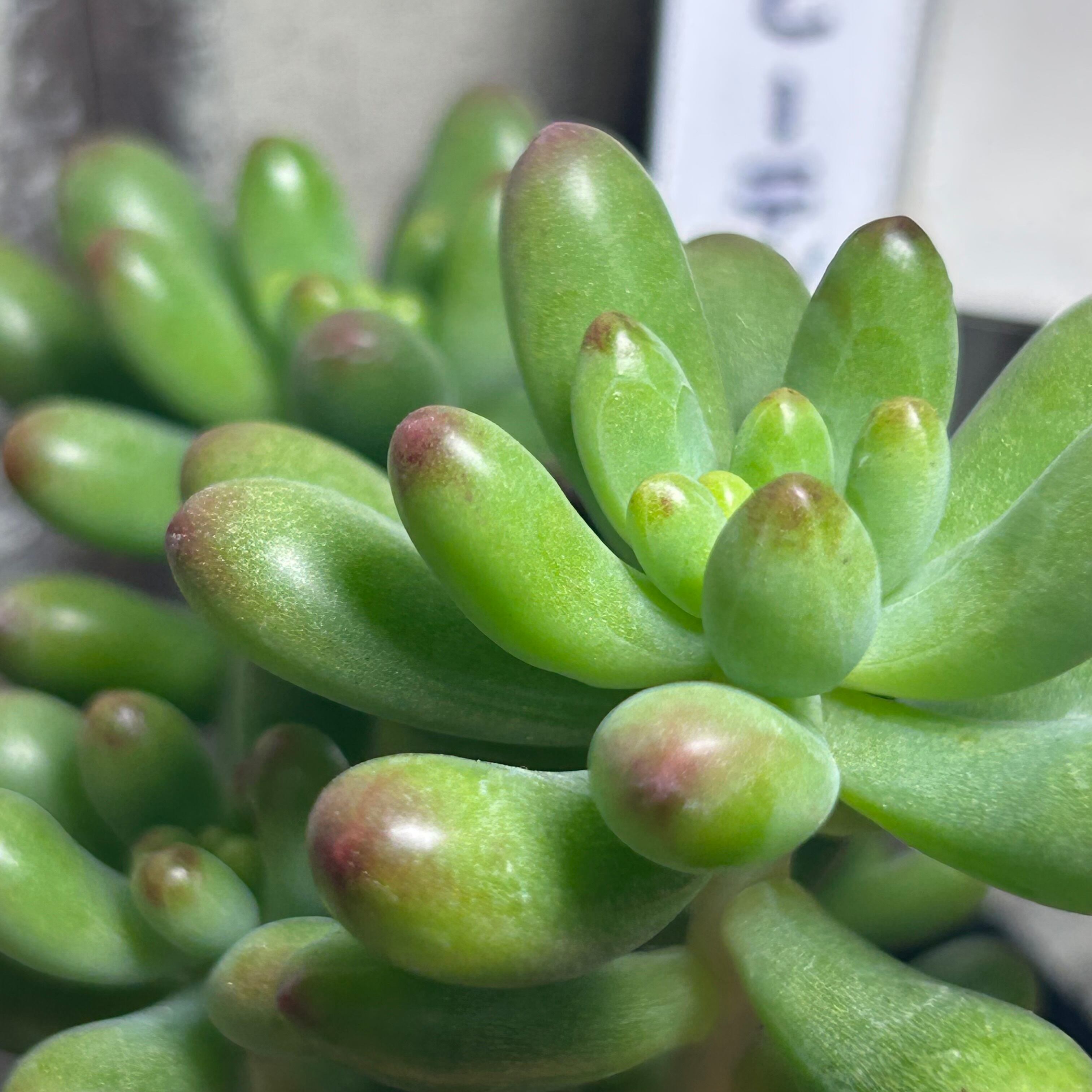 ルビーティント | RuPo 多肉植物専門店