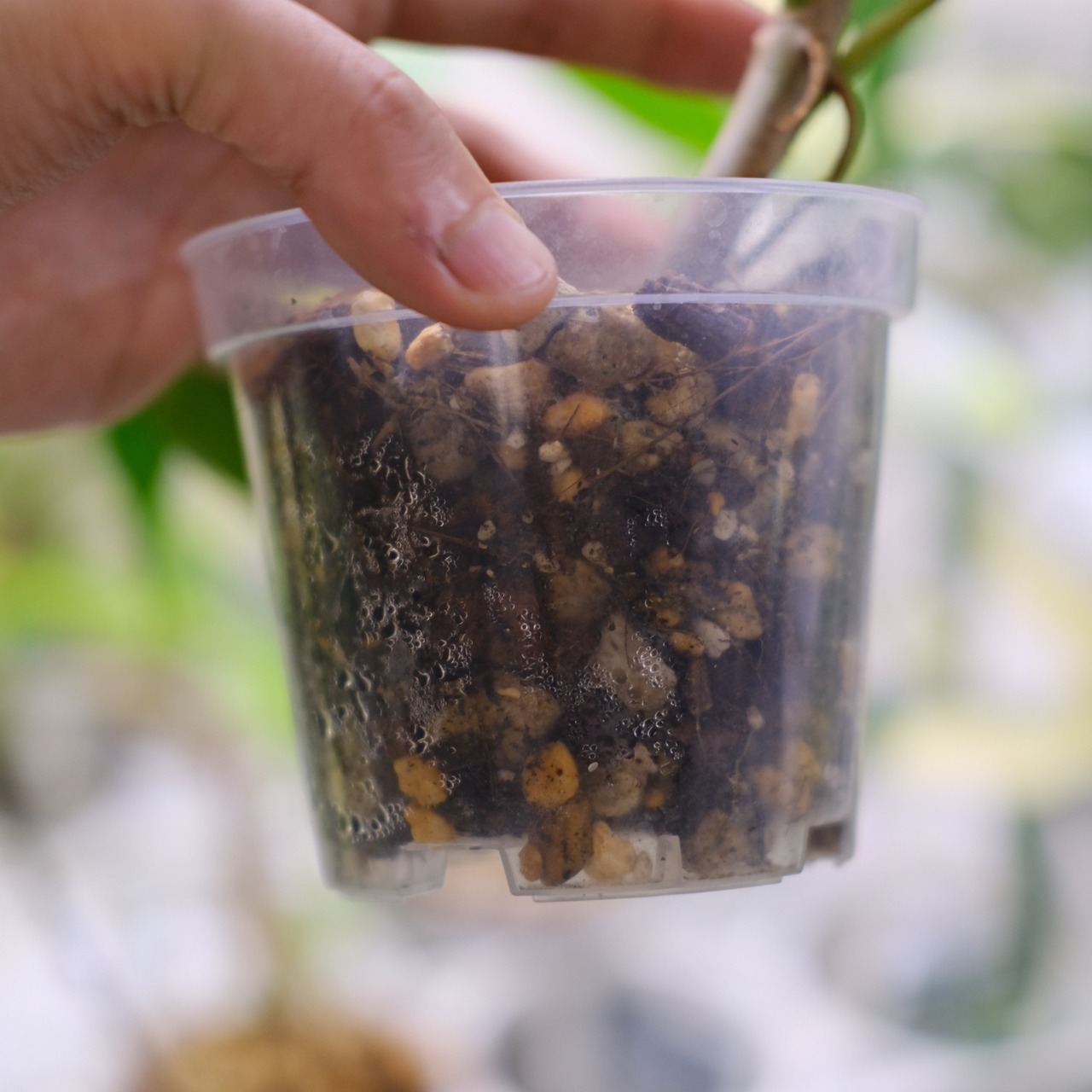 フィロデンドロン フロリダビューティー / P. Florida beauty⑫ / 観葉植物<育て方・花言葉>