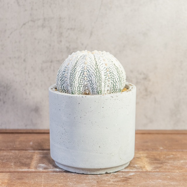 【厳選株】最大幅11cmの特大スーパー兜｜手作りモルタル鉢に映える、白く美しい星点が詰まった至極のサボテンです｜虫発生抑制