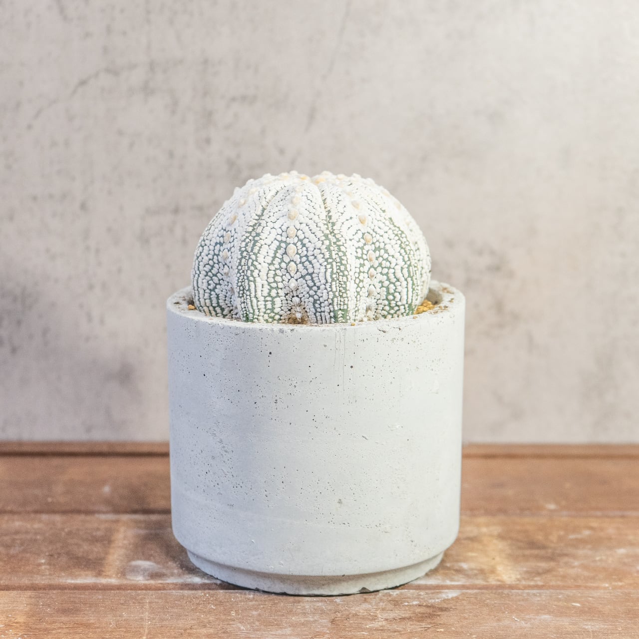 【厳選株】最大幅11cmの特大スーパー兜｜手作りモルタル鉢に映える、白く美しい星点が詰まった至極のサボテンです｜虫発生抑制