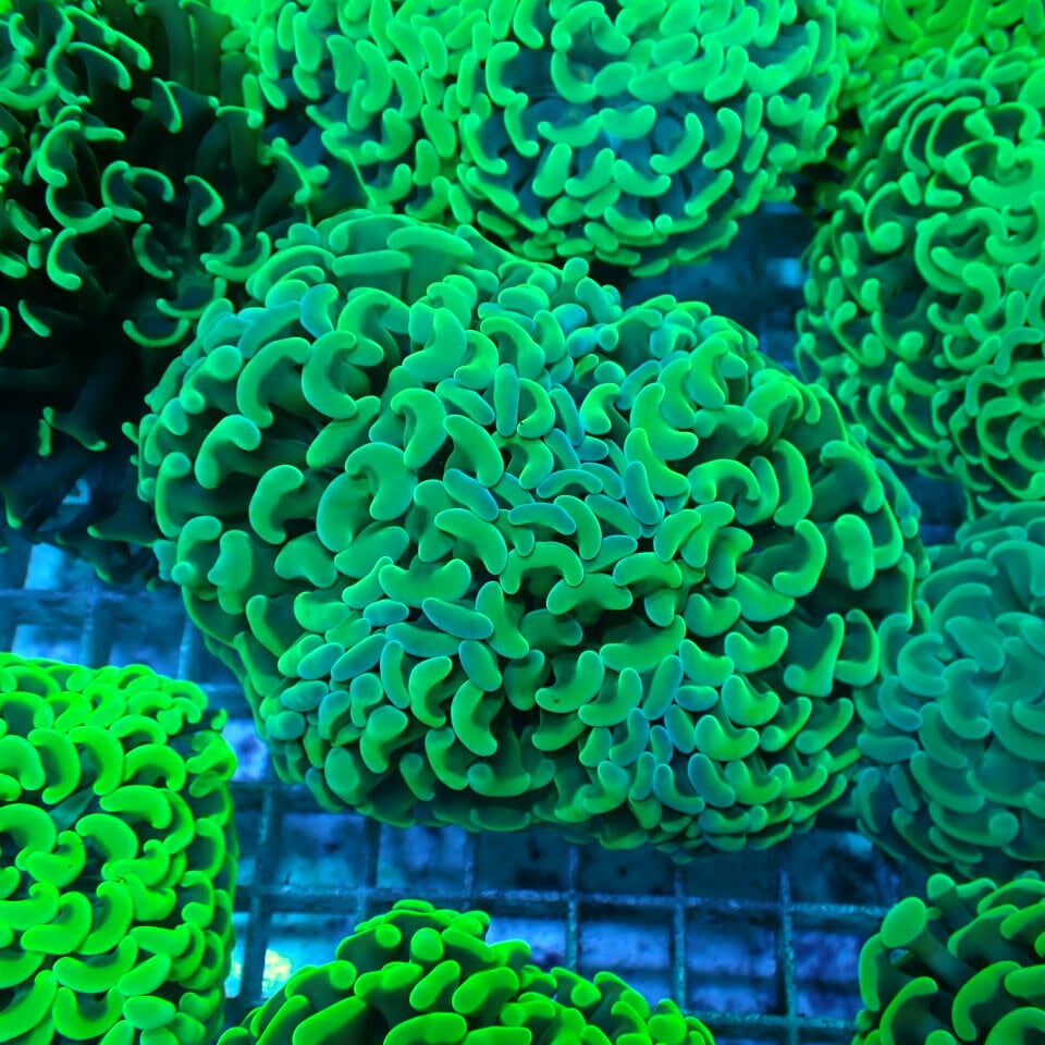 天然ライブロック Sグレード 1kg | HOUSE REEF(ハウスリーフ)サンゴ