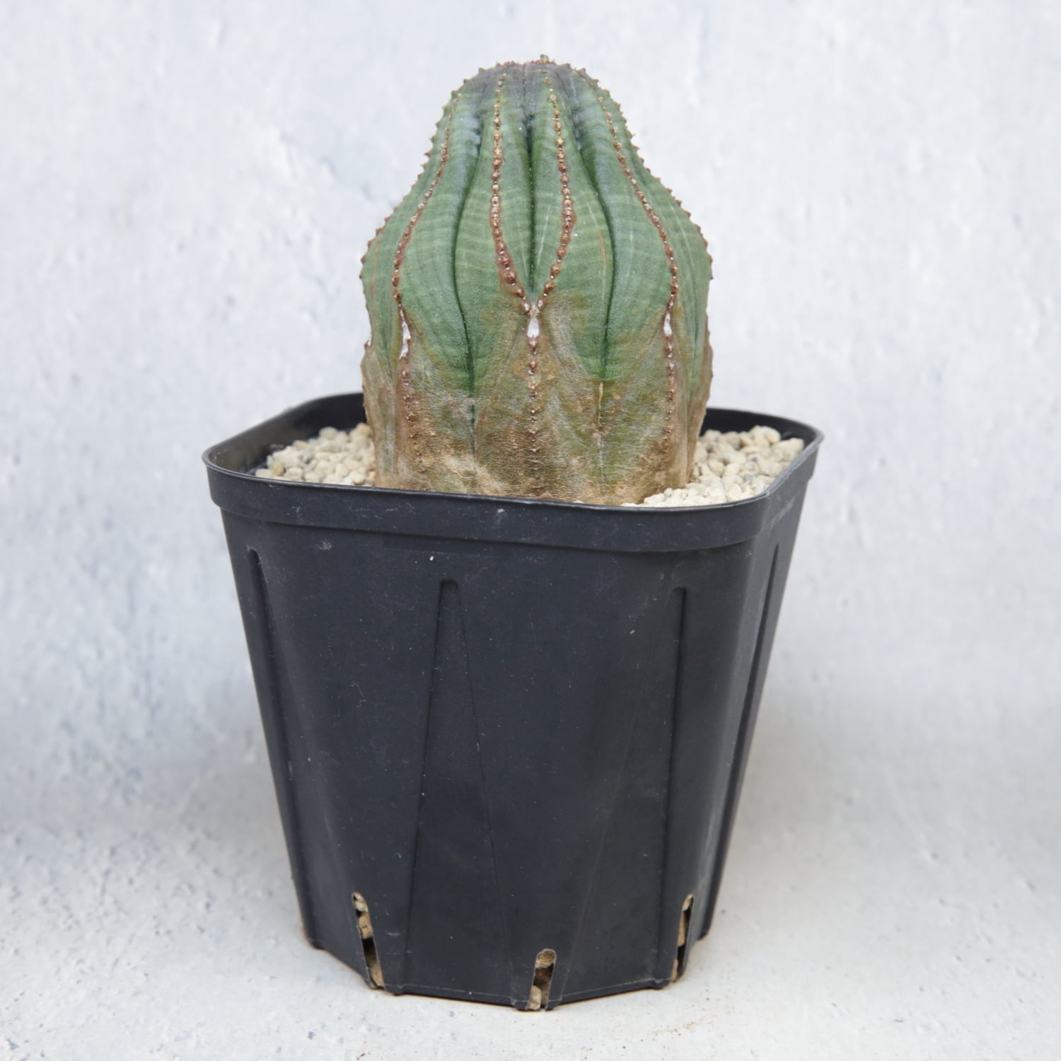 木質化 マウンテン オベサ / ユーフォルビア | LIGHTHOUSE.PLANTS