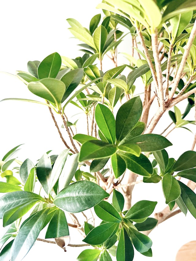 ガジュマル ベビーリーフ【Luxury Plants】希少植物 8号 シンボルツリー