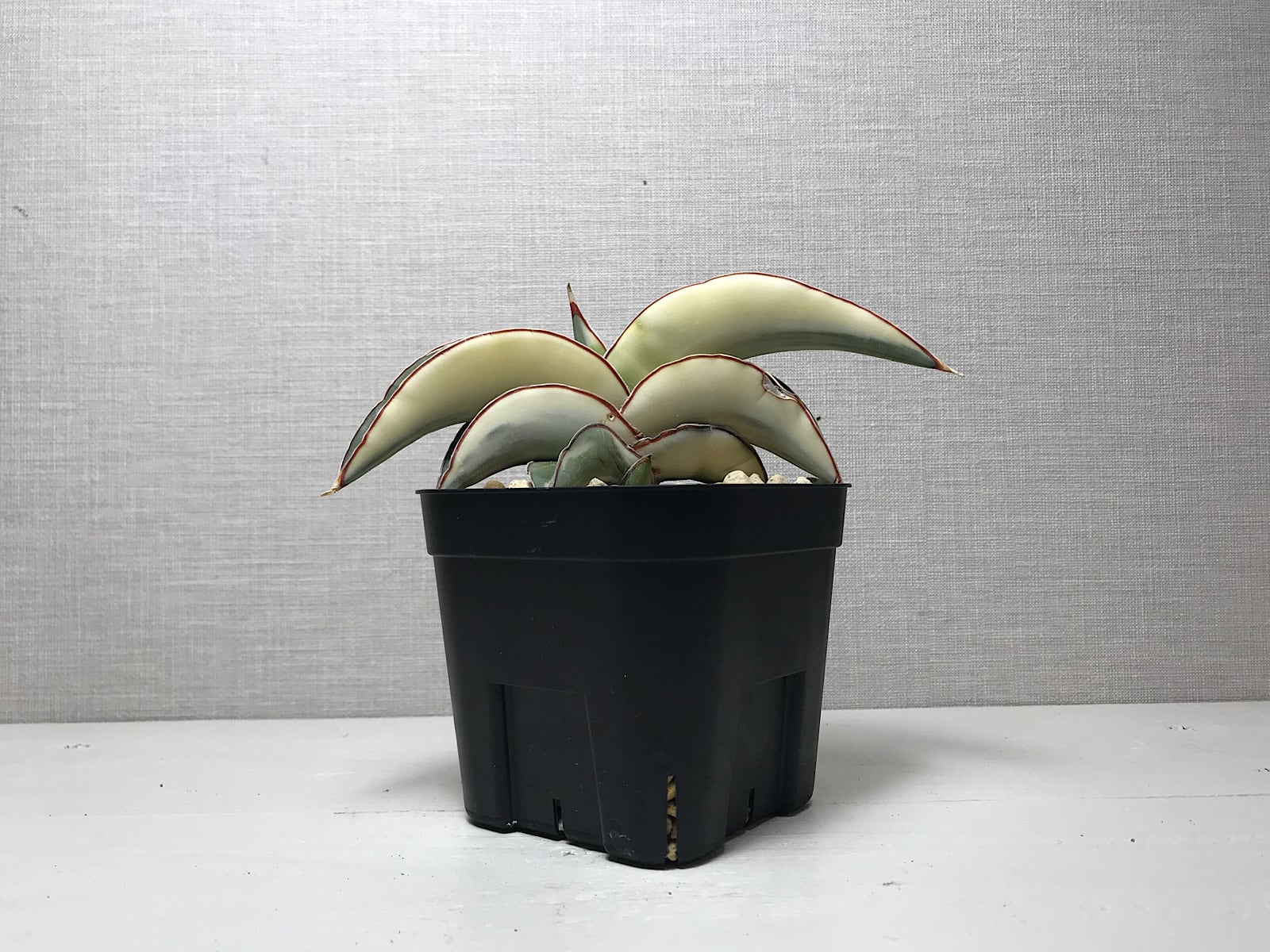 サンスベリア ロブスター 斑入り