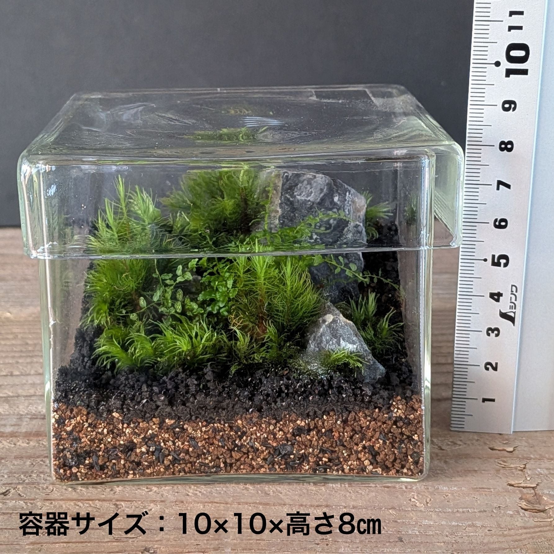 趣味の園芸7月号 掲載記念】景色をつくる苔テラリウムキット（BOX