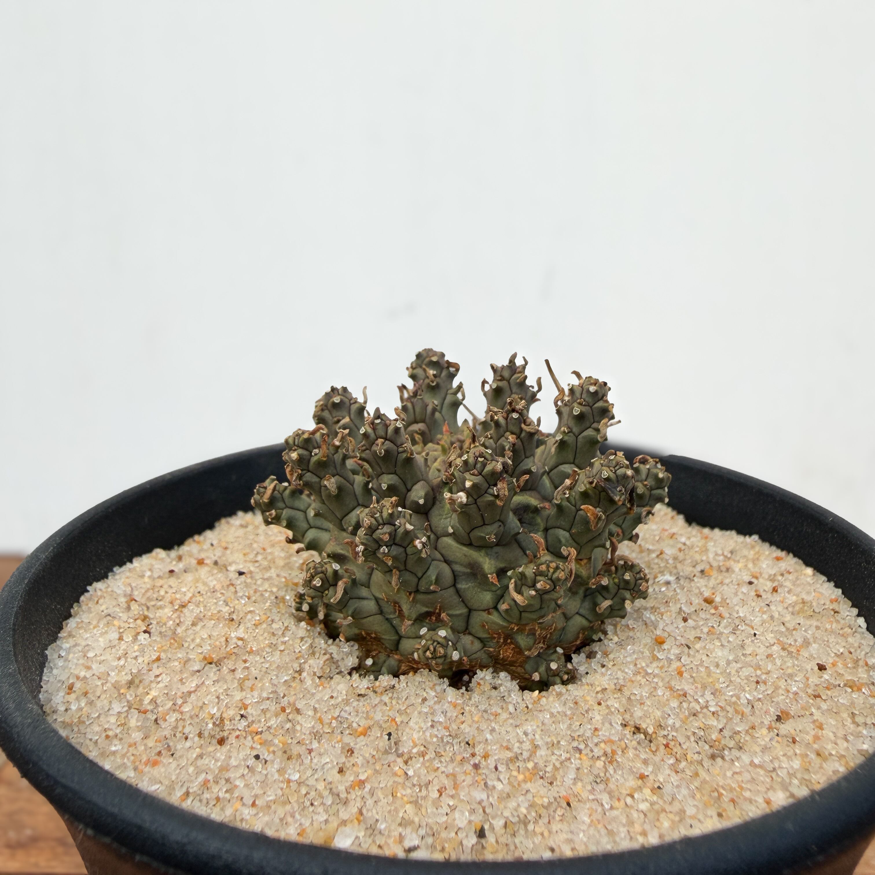 Euphorbia astrophora【ユーフォルビア・アストロフォラ】 | RIMO'S