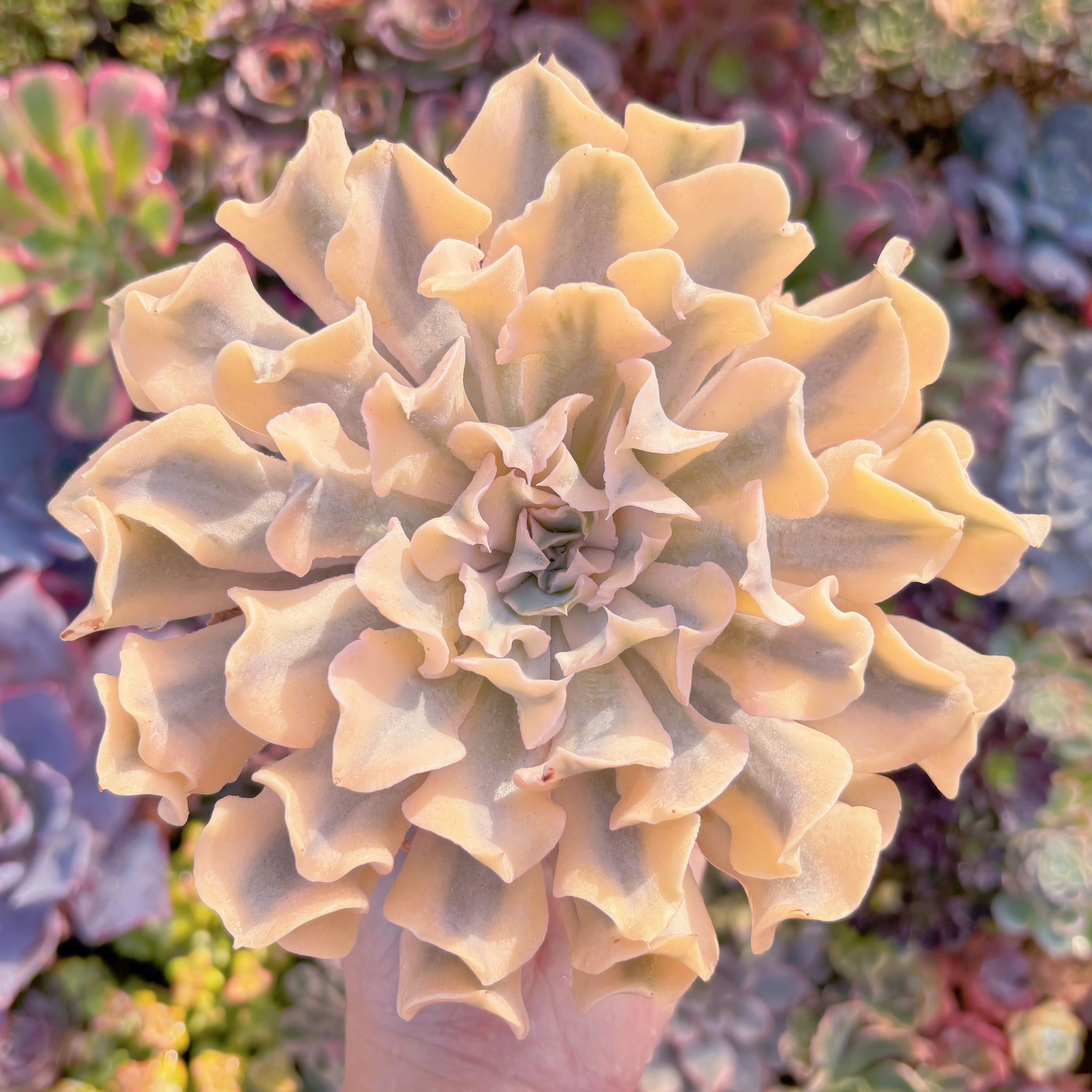 現品　シャフラン錦#857　極上株　特大苗　在庫僅少　るる農園