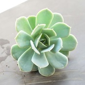 【限定1株】カット苗 ポルックス Echeveria 'Pollux'