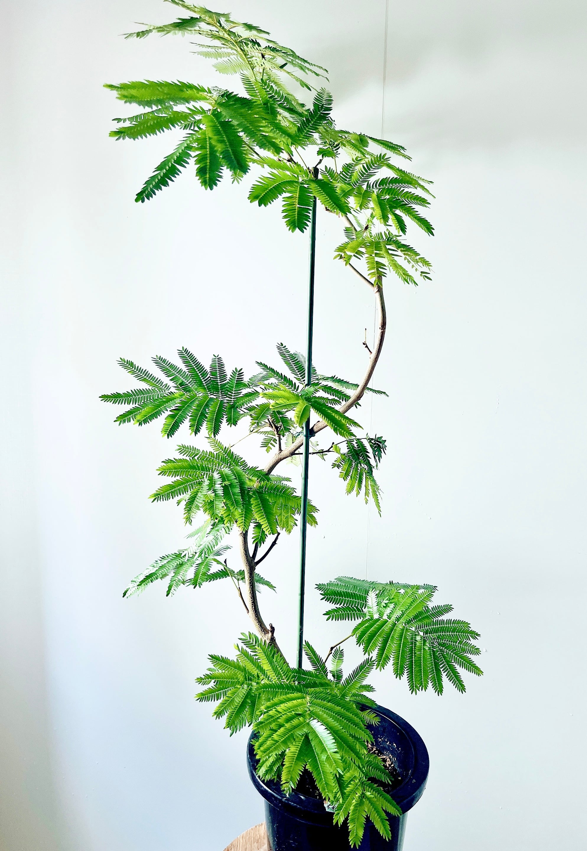 バランス◎150cm】エバーフレッシュ 曲がり 仕立て 観葉植物 室内 大型