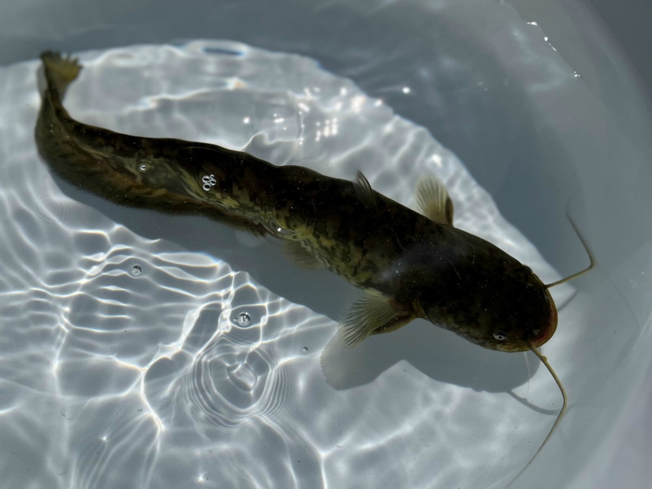 （淡水魚）ナマズ　18～25ｃｍ±　（養殖）（1匹）【生体】
