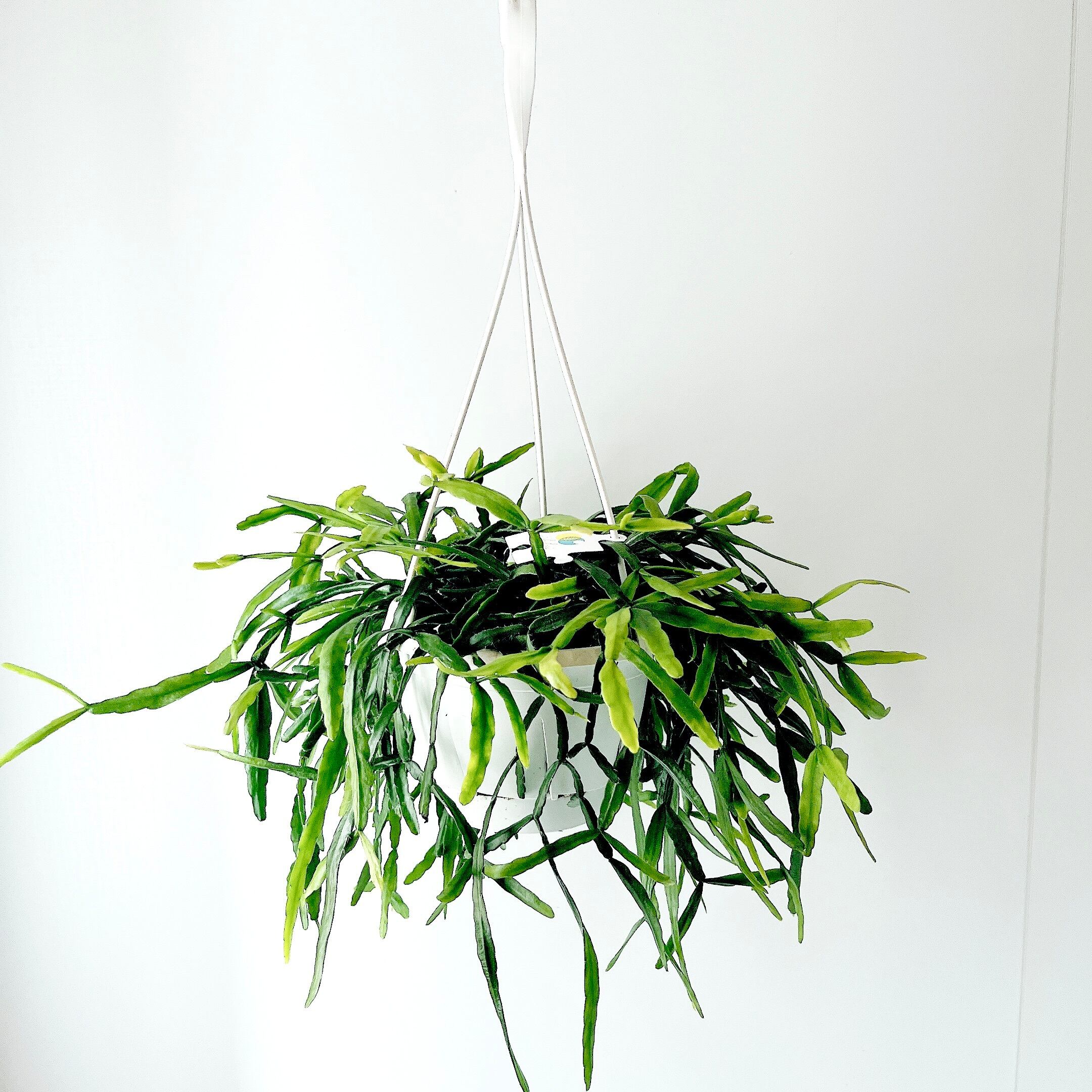 人気》 リプサリス ラウヒオルム ラウヒホラム ハンギング 観葉植物