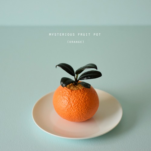 mysterious fruit pot (orange) ゴムの木
