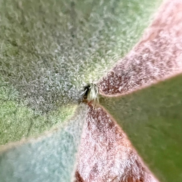 ビカクシダ ウィリンキー 板付 【観葉植物 室内 コウモリラン】