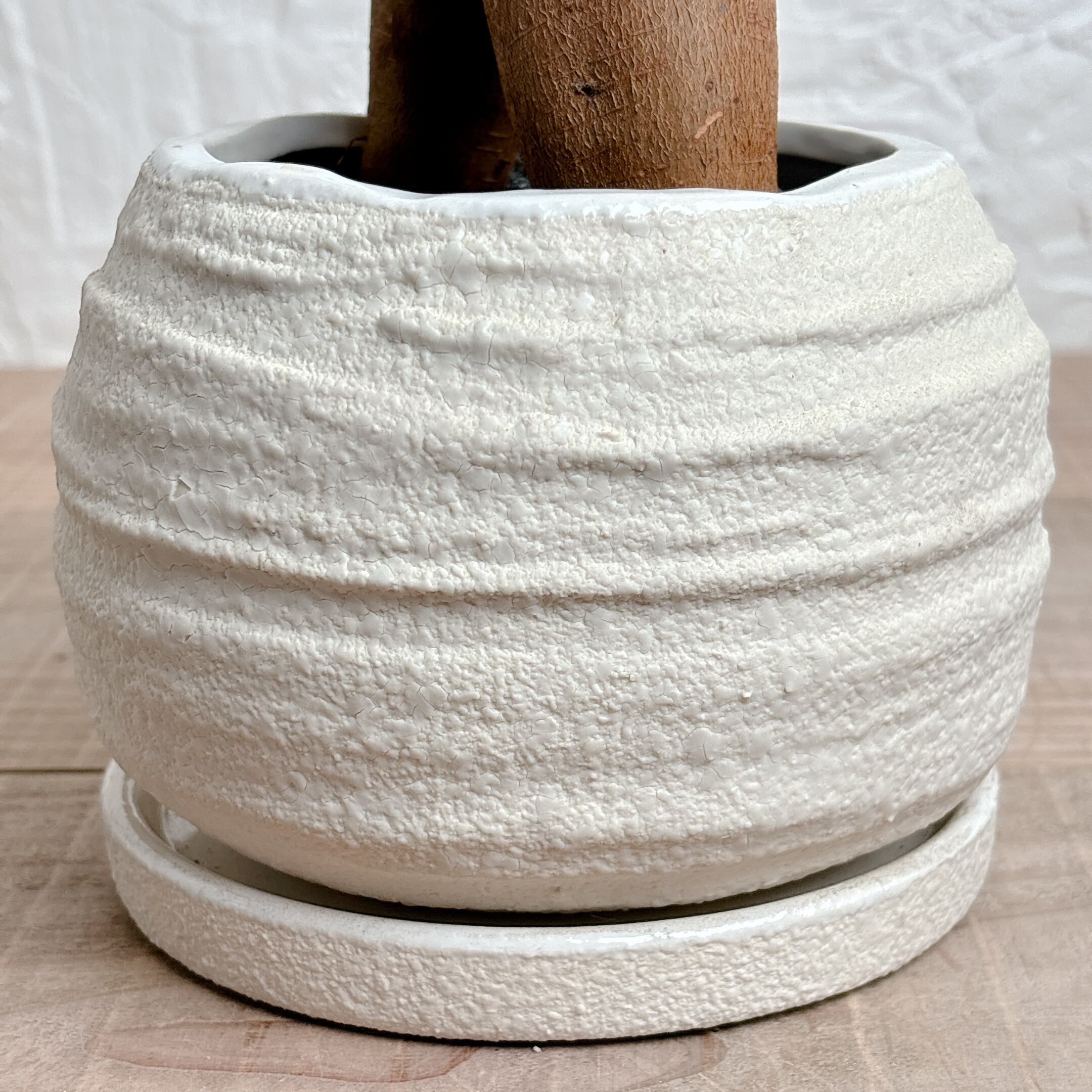 ガジュマル [観葉植物] | yu25plants