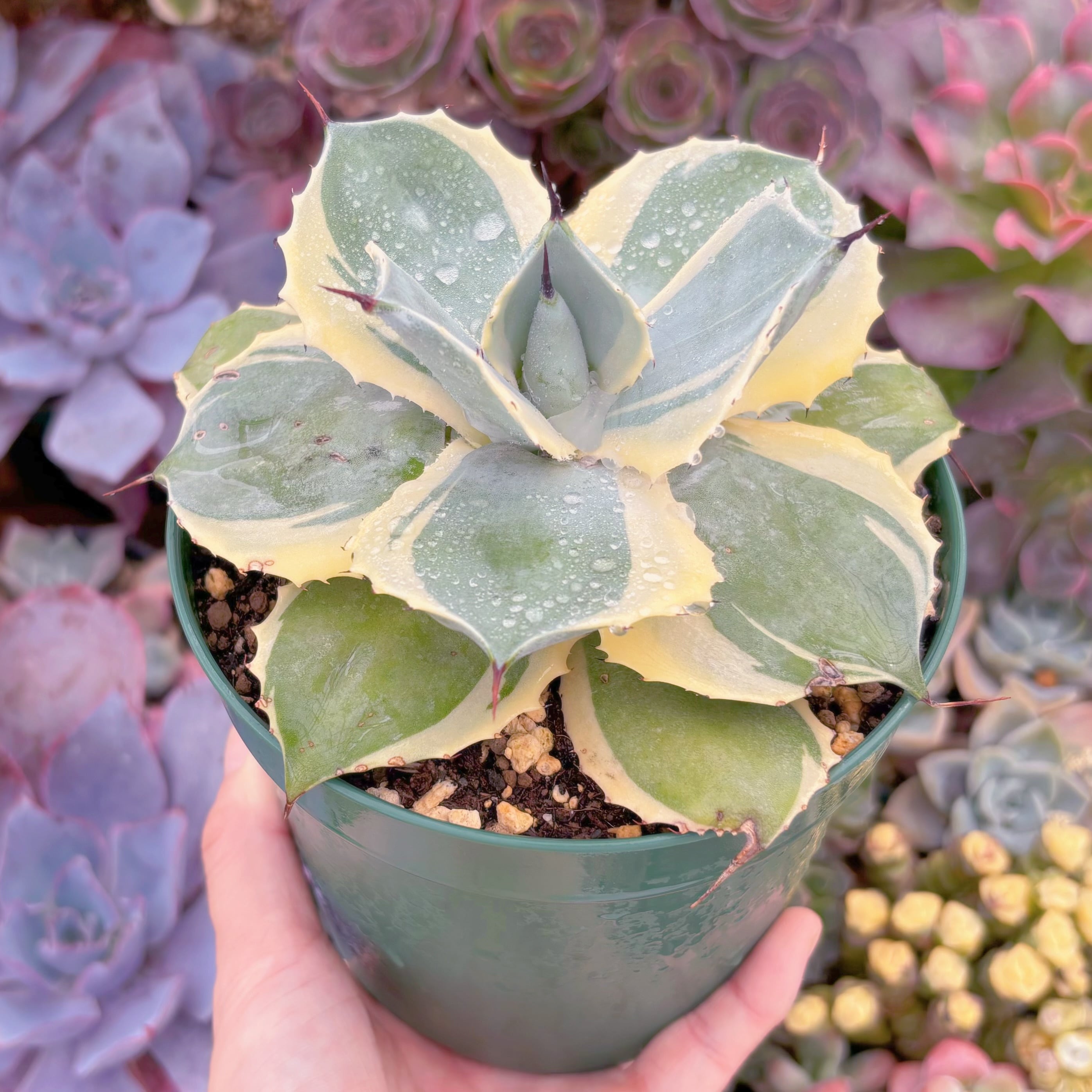 現物 オリザバ錦#F204 特大苗 るる農園 | るる農園~多肉植物専門