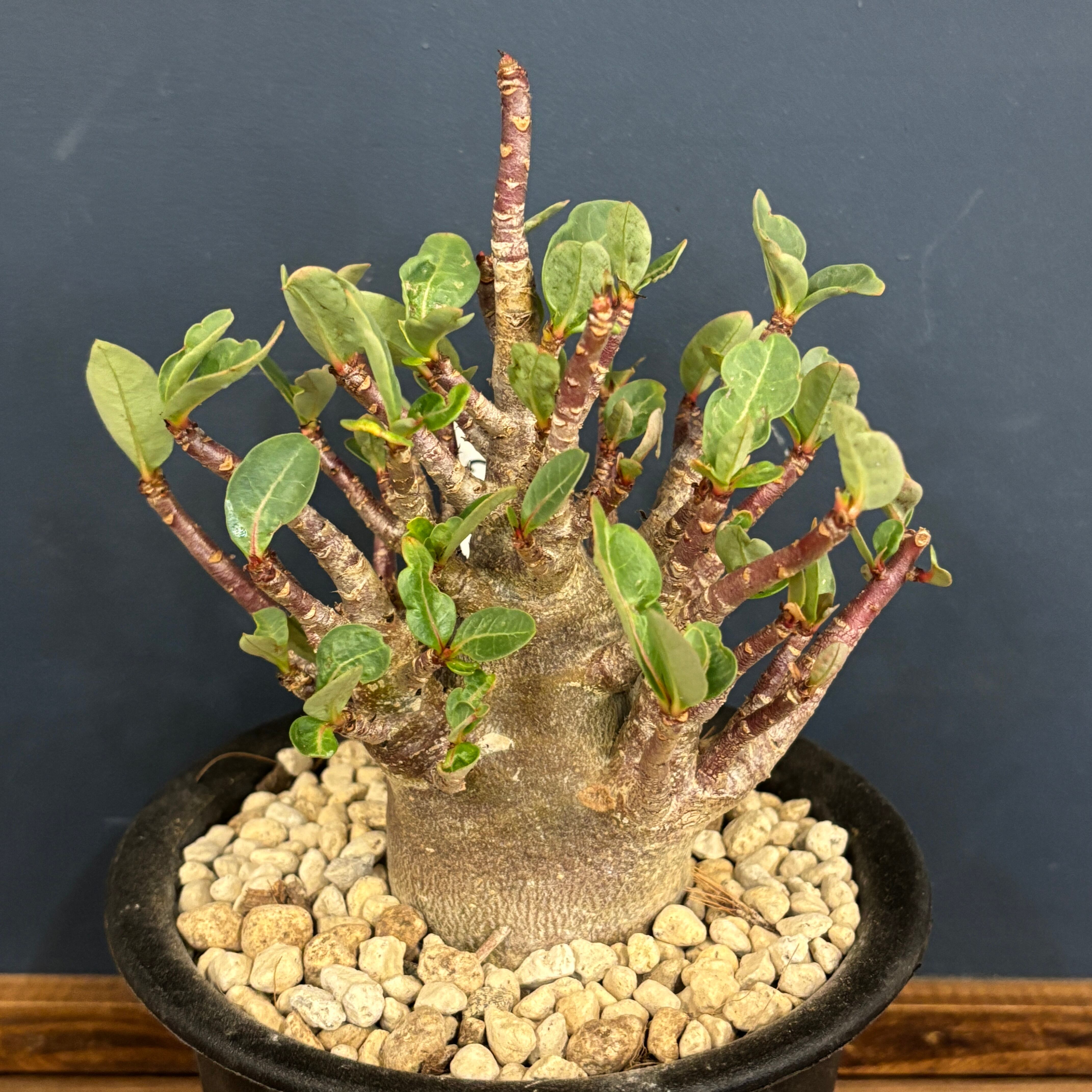 アデニウム アラビカム(アラビクム)【595】