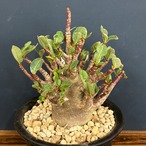 アデニウム アラビカム(アラビクム)【595】