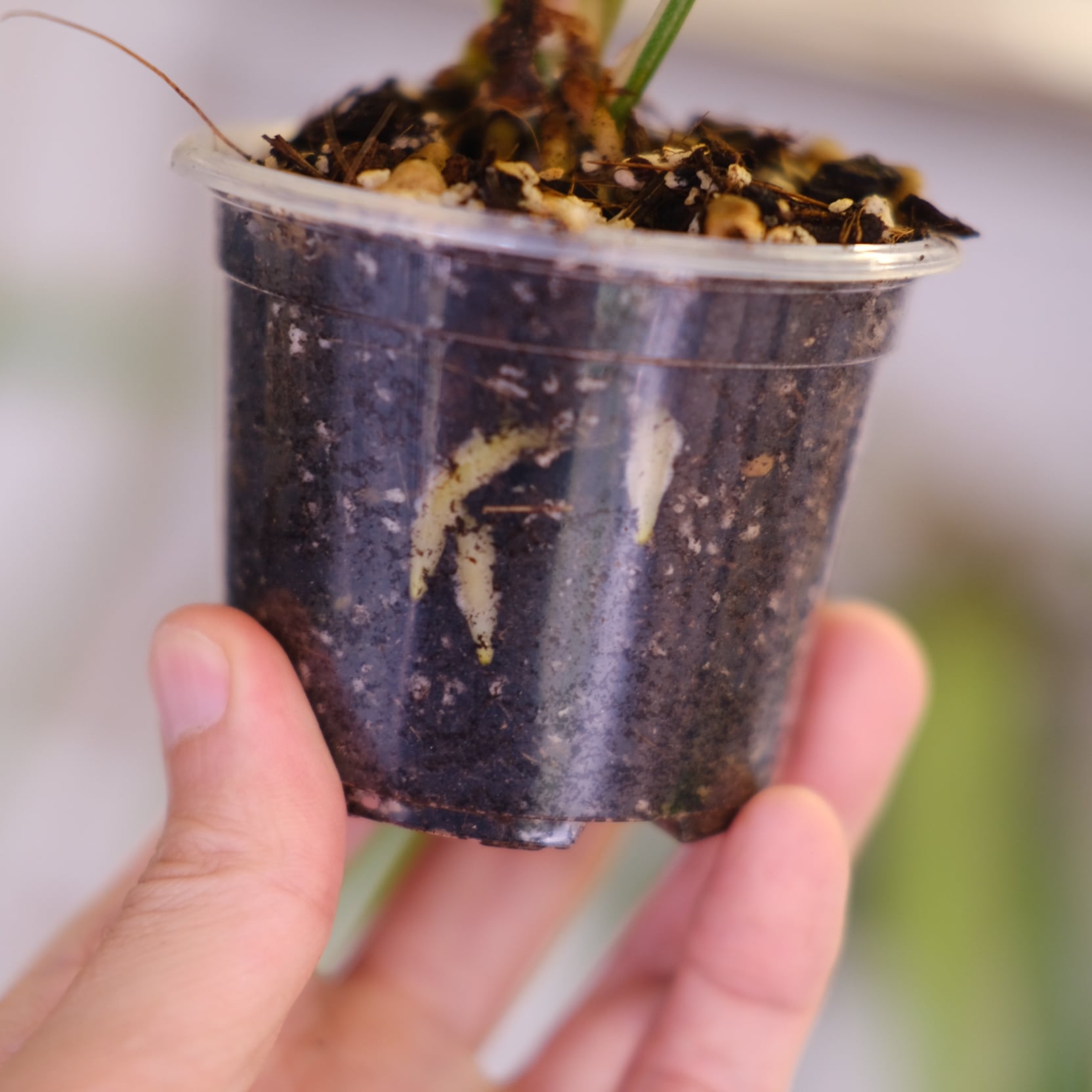 Anthurium crystallinum aurea|アンスリウム クリスタリナム オーレア Anthurium crystallinum aurea|アンスリウム クリスタリナム オーレア