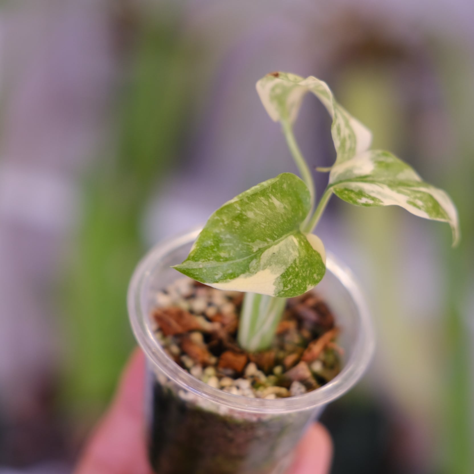 モンステラ・レガシー│Monstera deliciosa 'Legacy'⑩│観葉植物