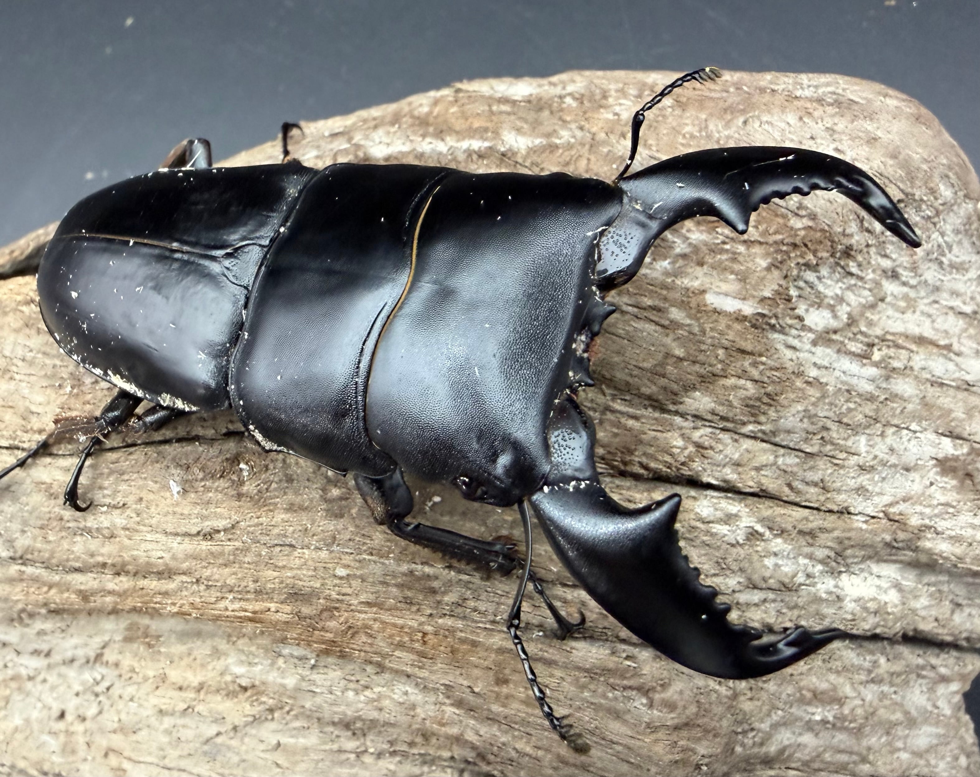 WD】《スマトラオオヒラタ アチェ産 84mm ペア》 | KPW公式オンライン